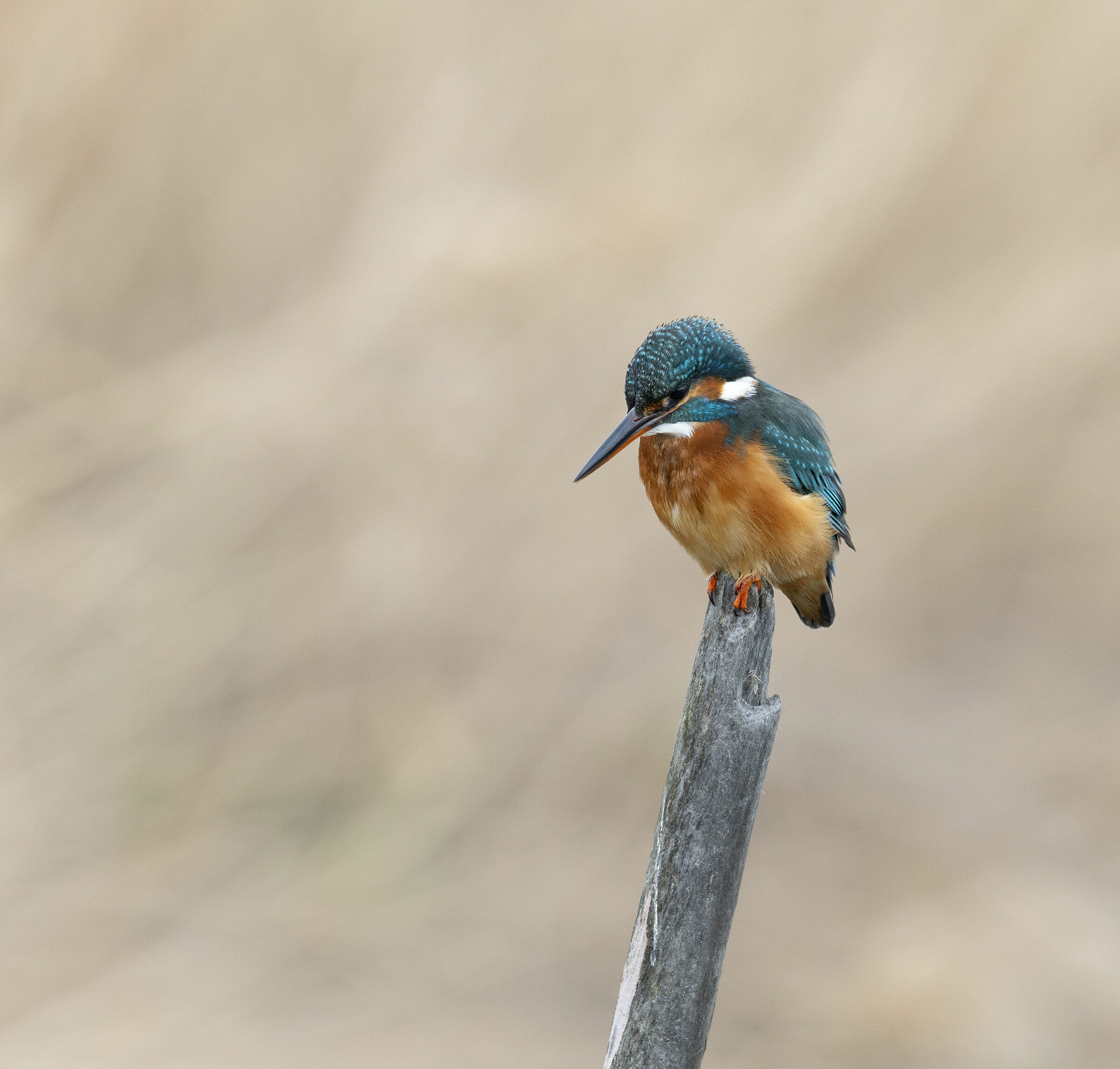 Kingfisher