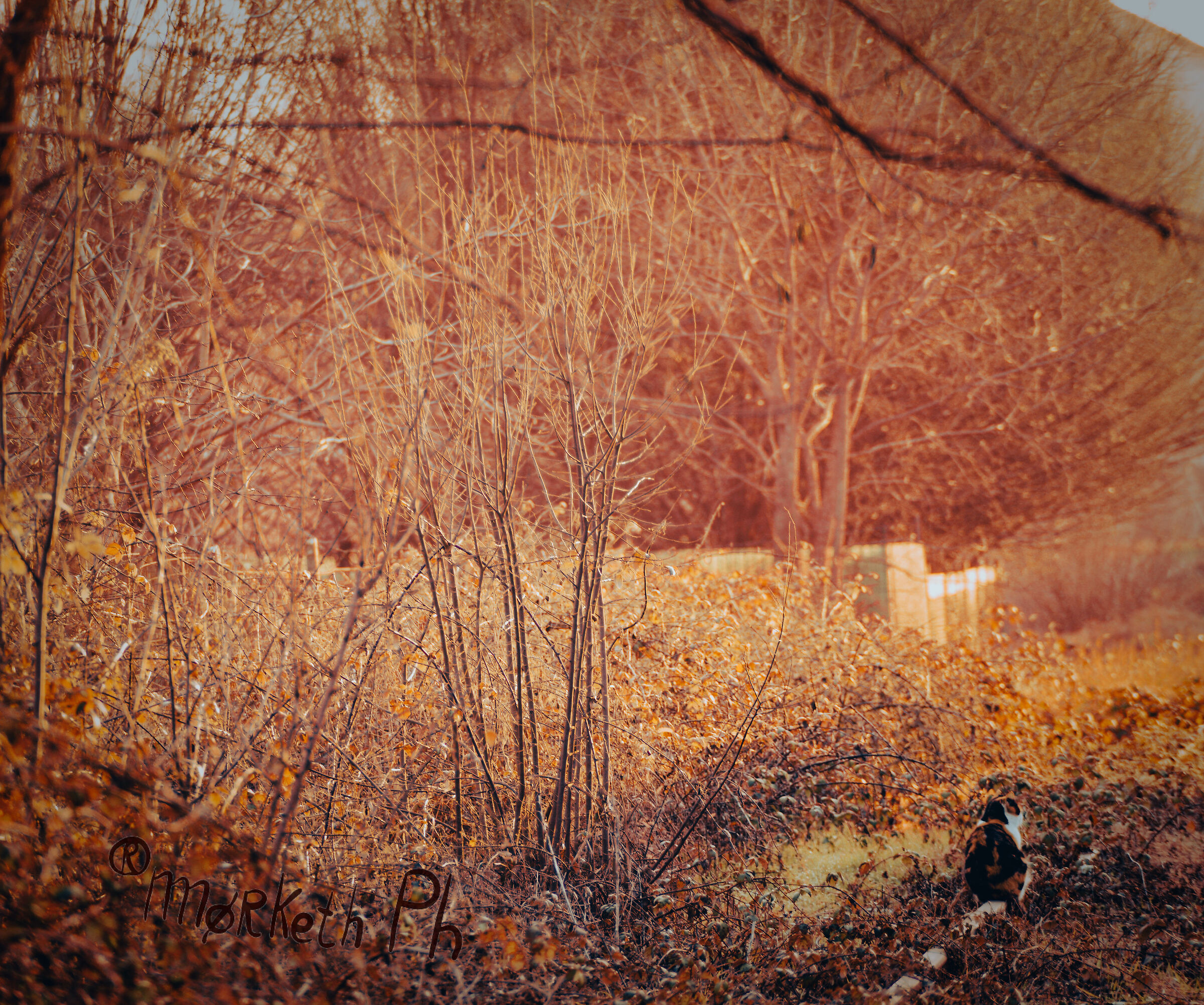 Gatta calico al tramonto