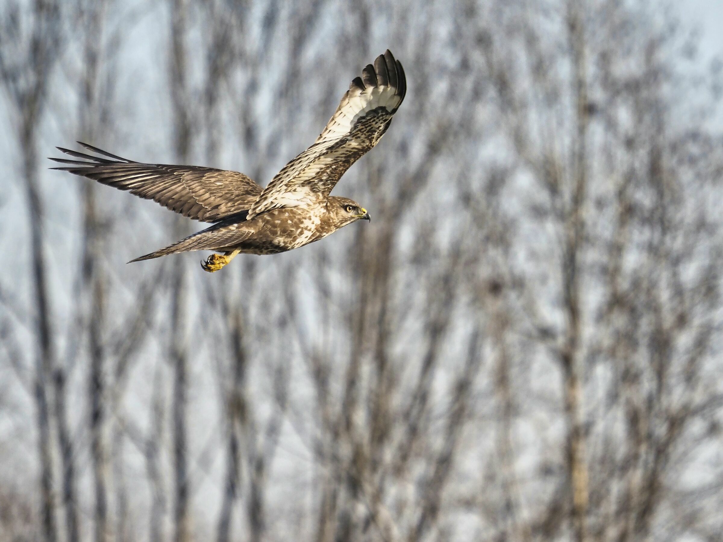 Common buzzard