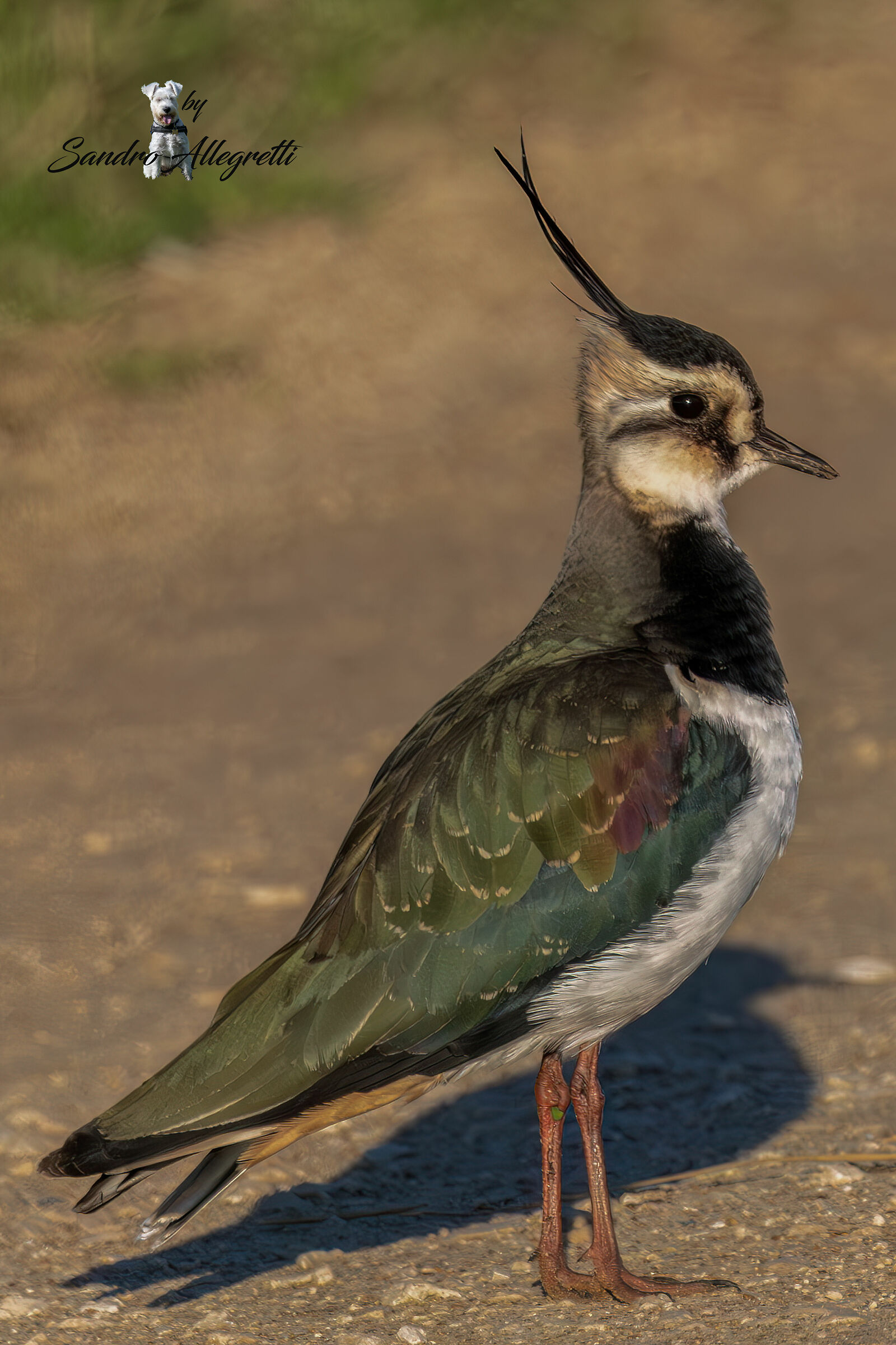 La pavoncella (Vanellus vanellus)