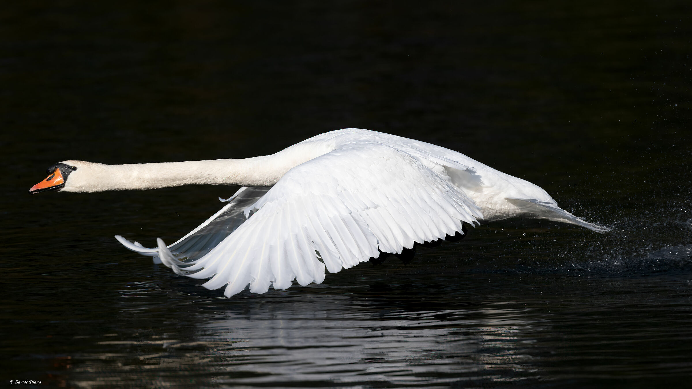 Royal Swan - Lake Viverone