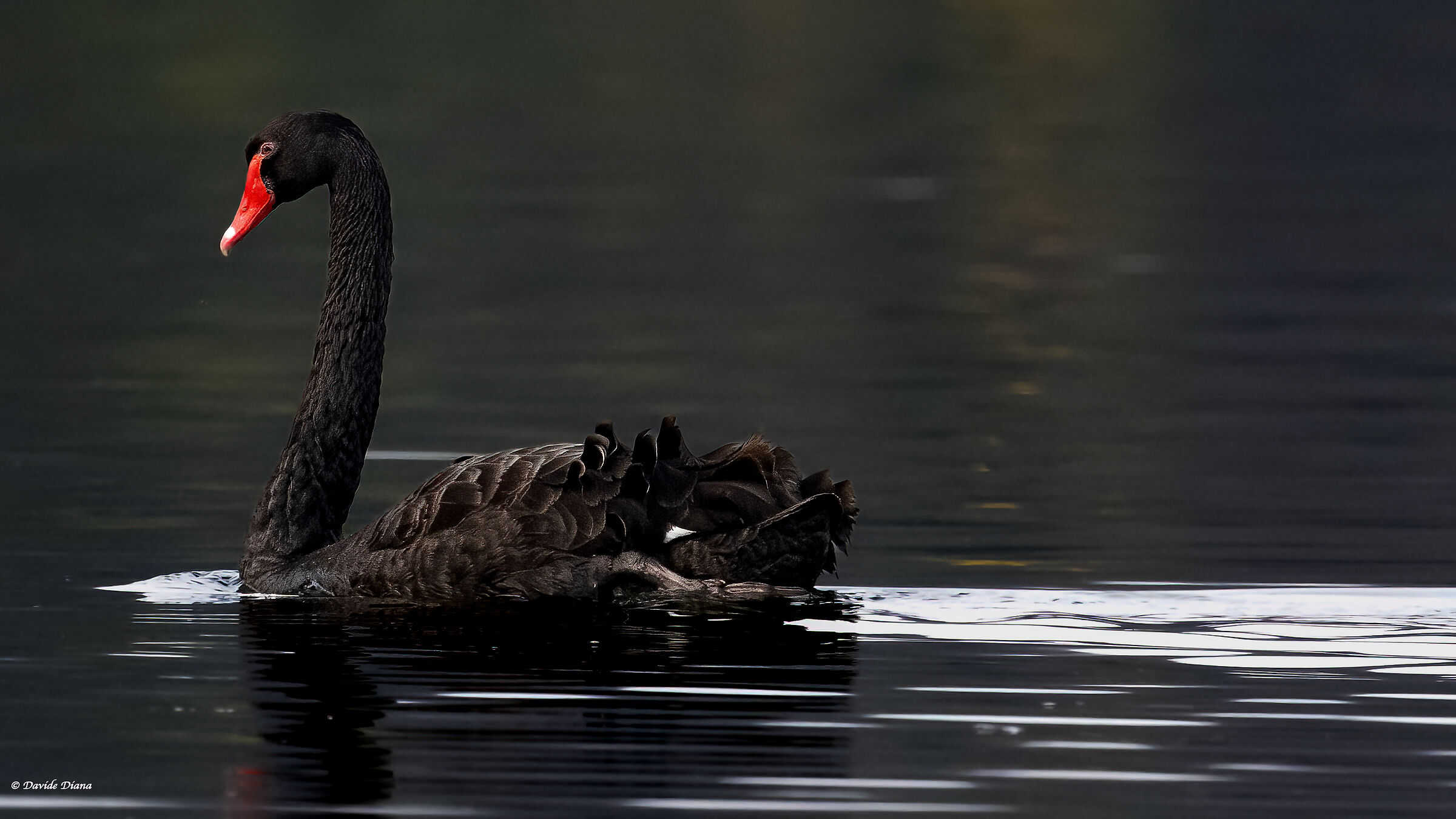 Black Swan - Lake Viverone