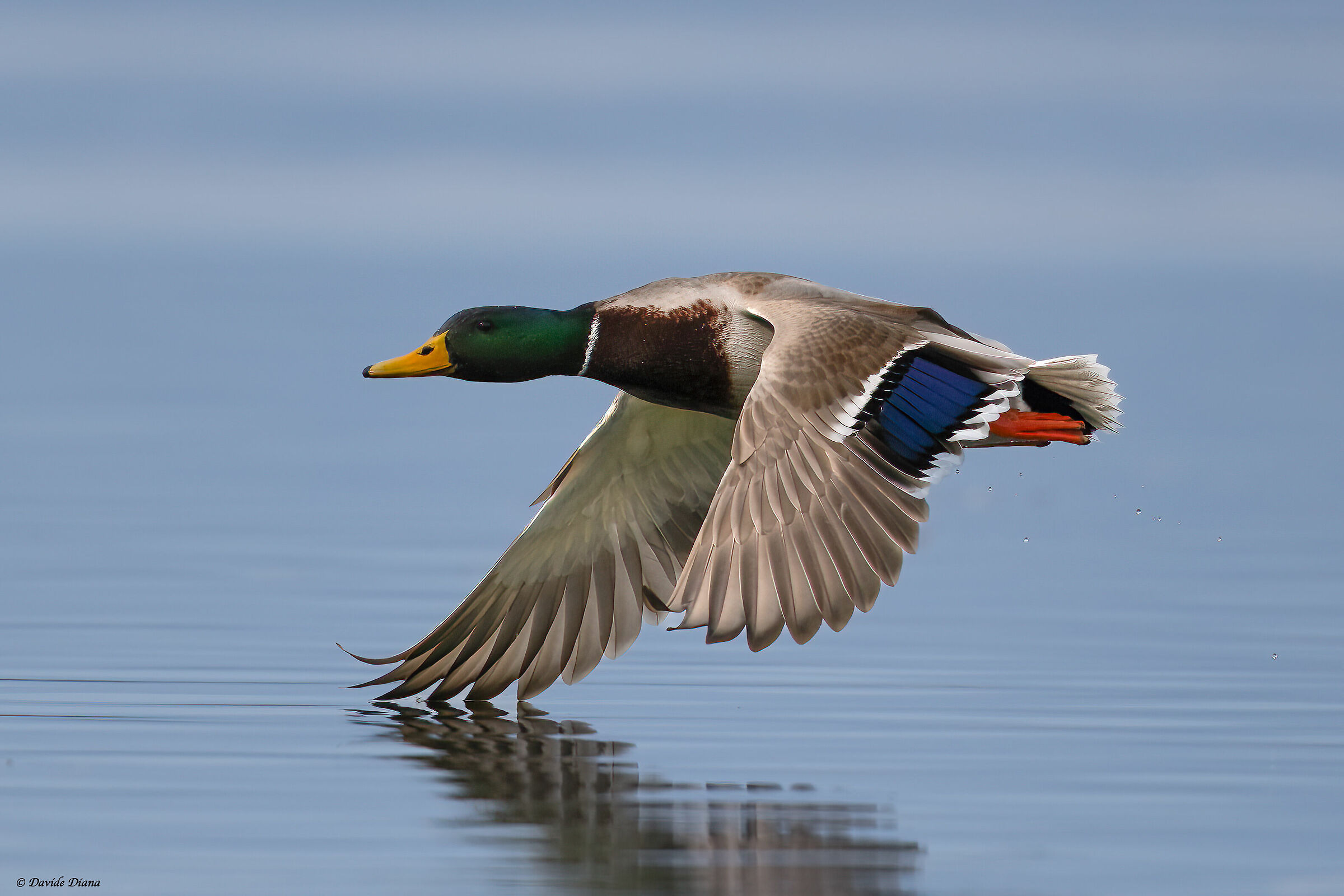 Mallard - Lake Viverone