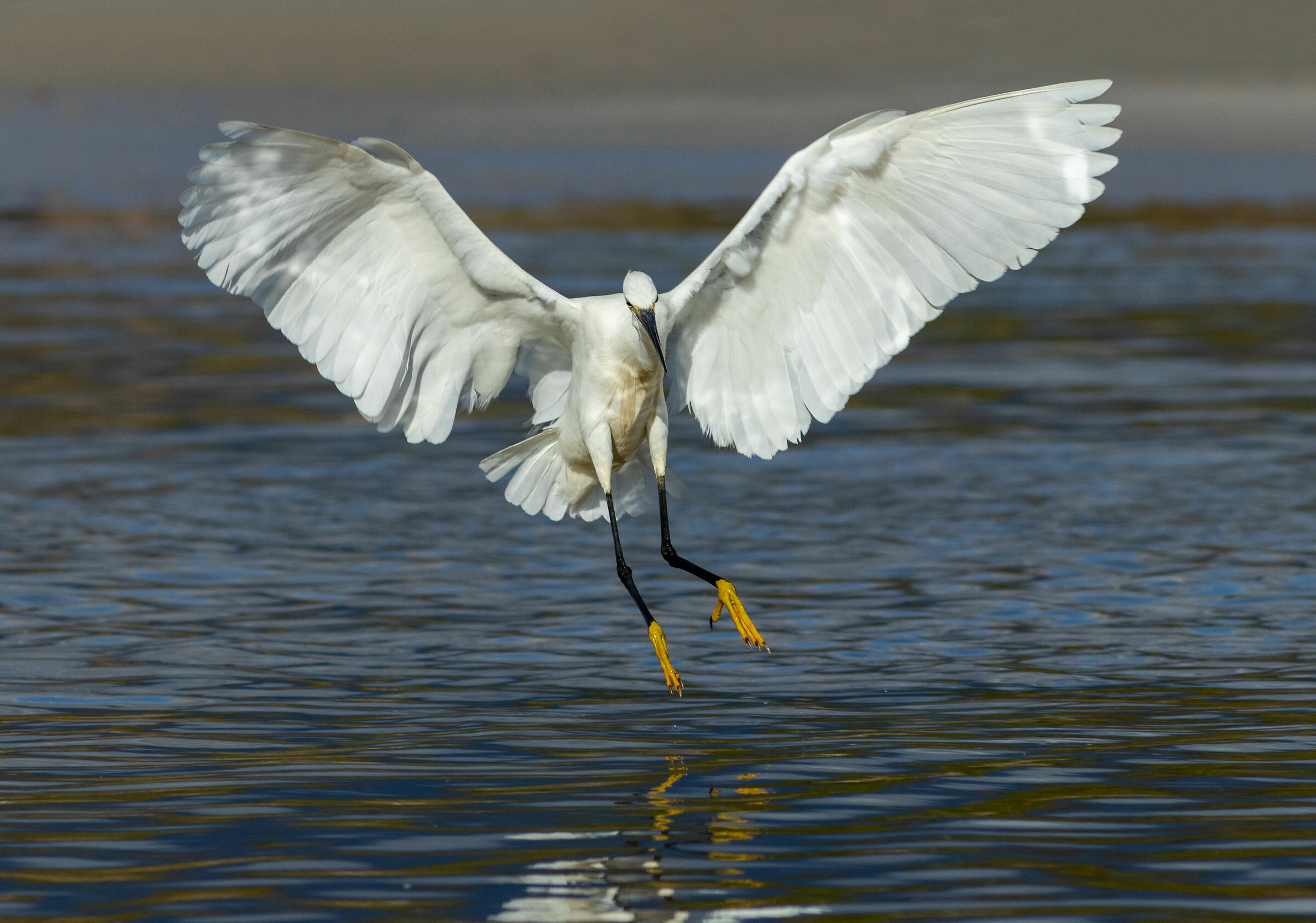 Egret landing (2024)