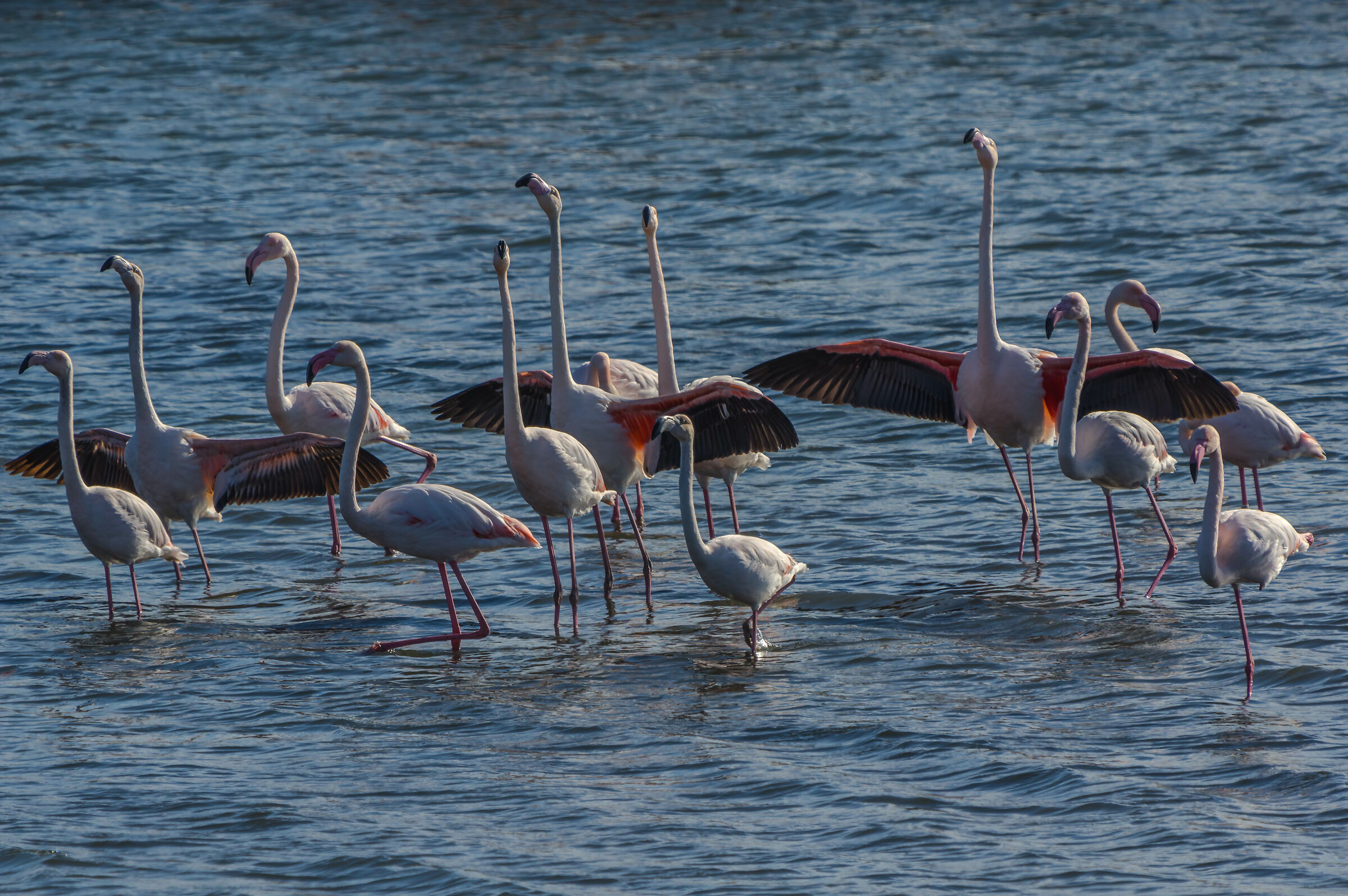 Flamingoes... Armonia Rosa: Elegance In Wing