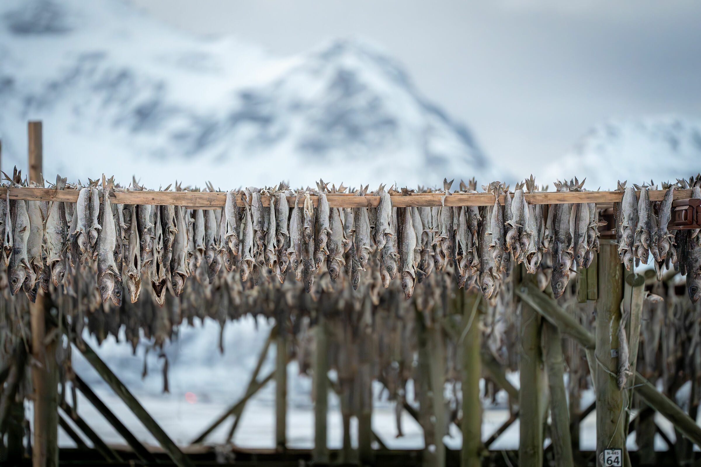 stokkfisk Stoccafisso Norvegese