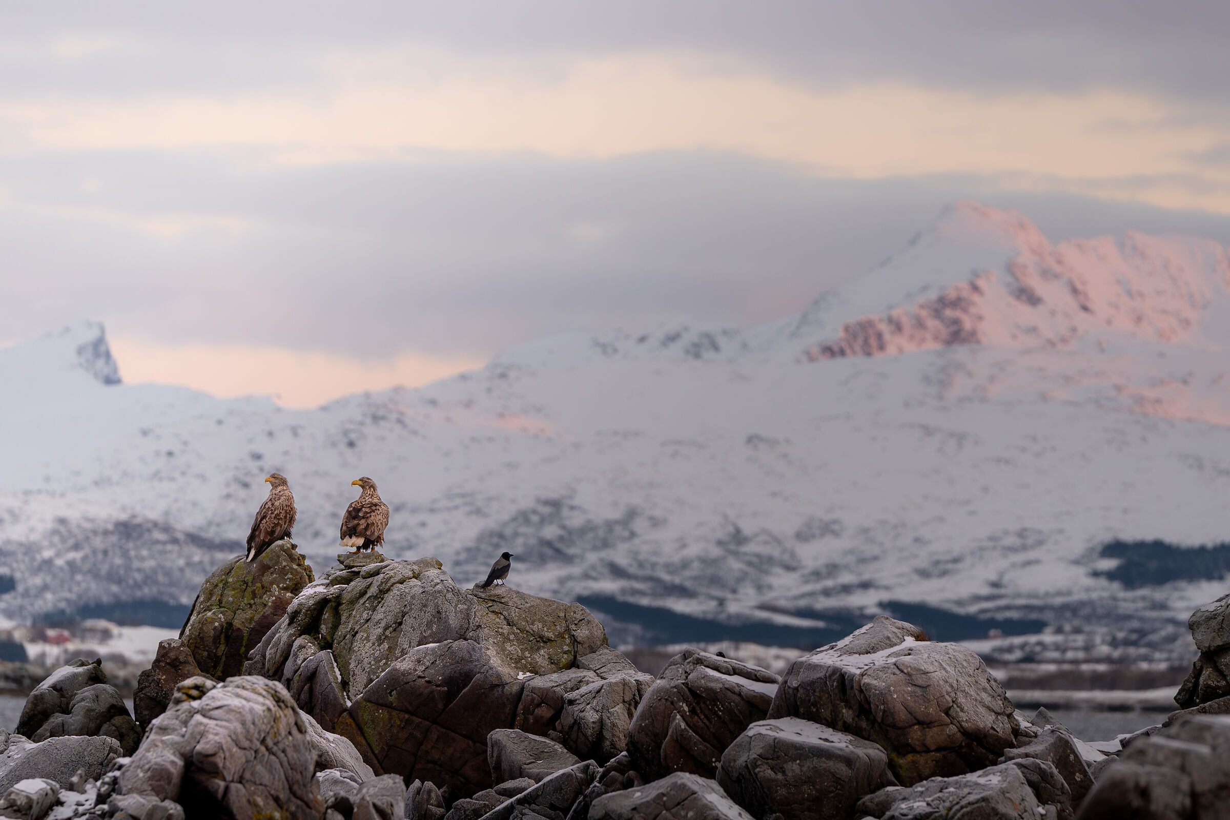 Aquile che si godono il primo sole di Norvegia