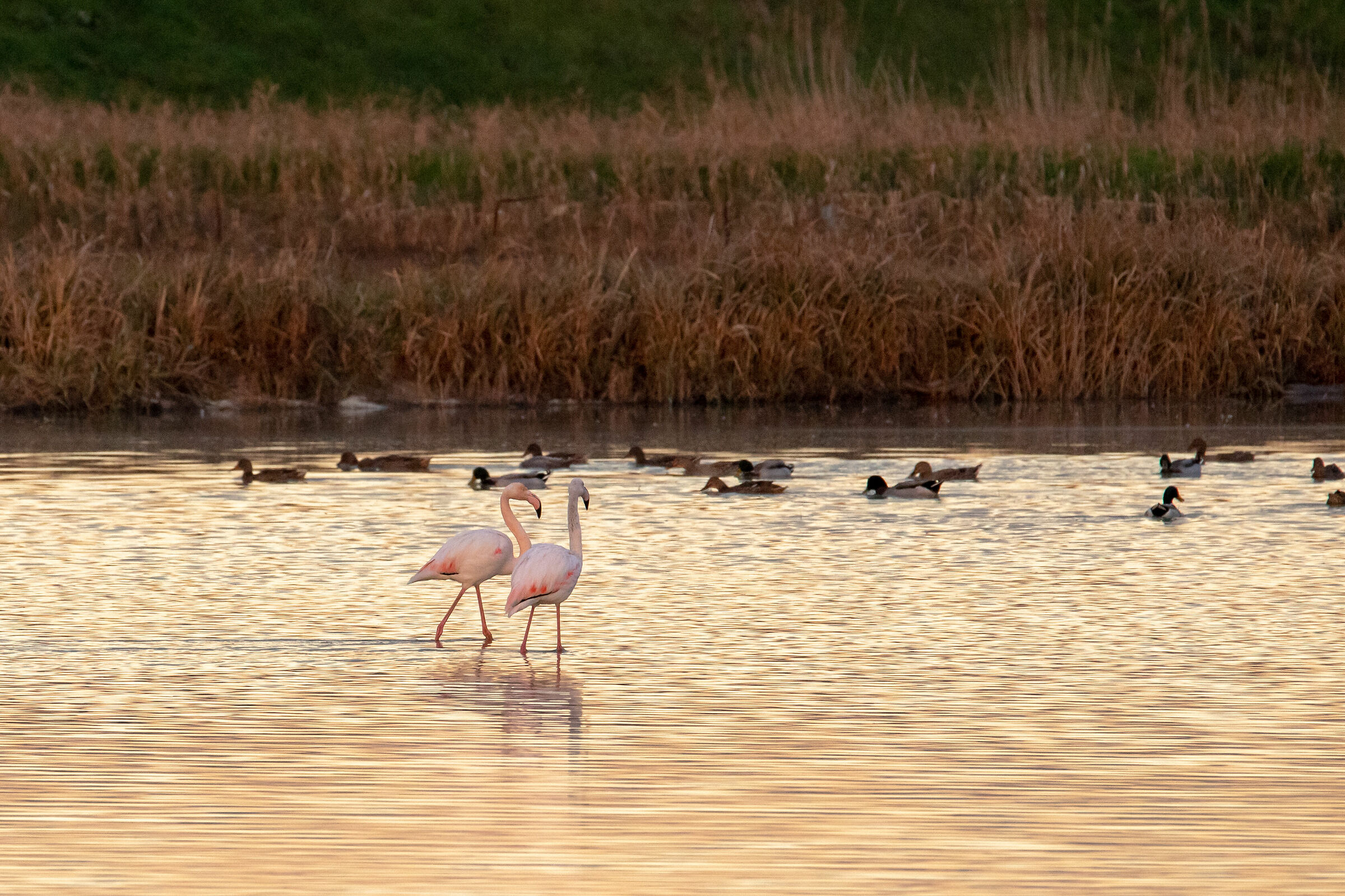 Fenicotteri rosa al Padule di Fucecchio
