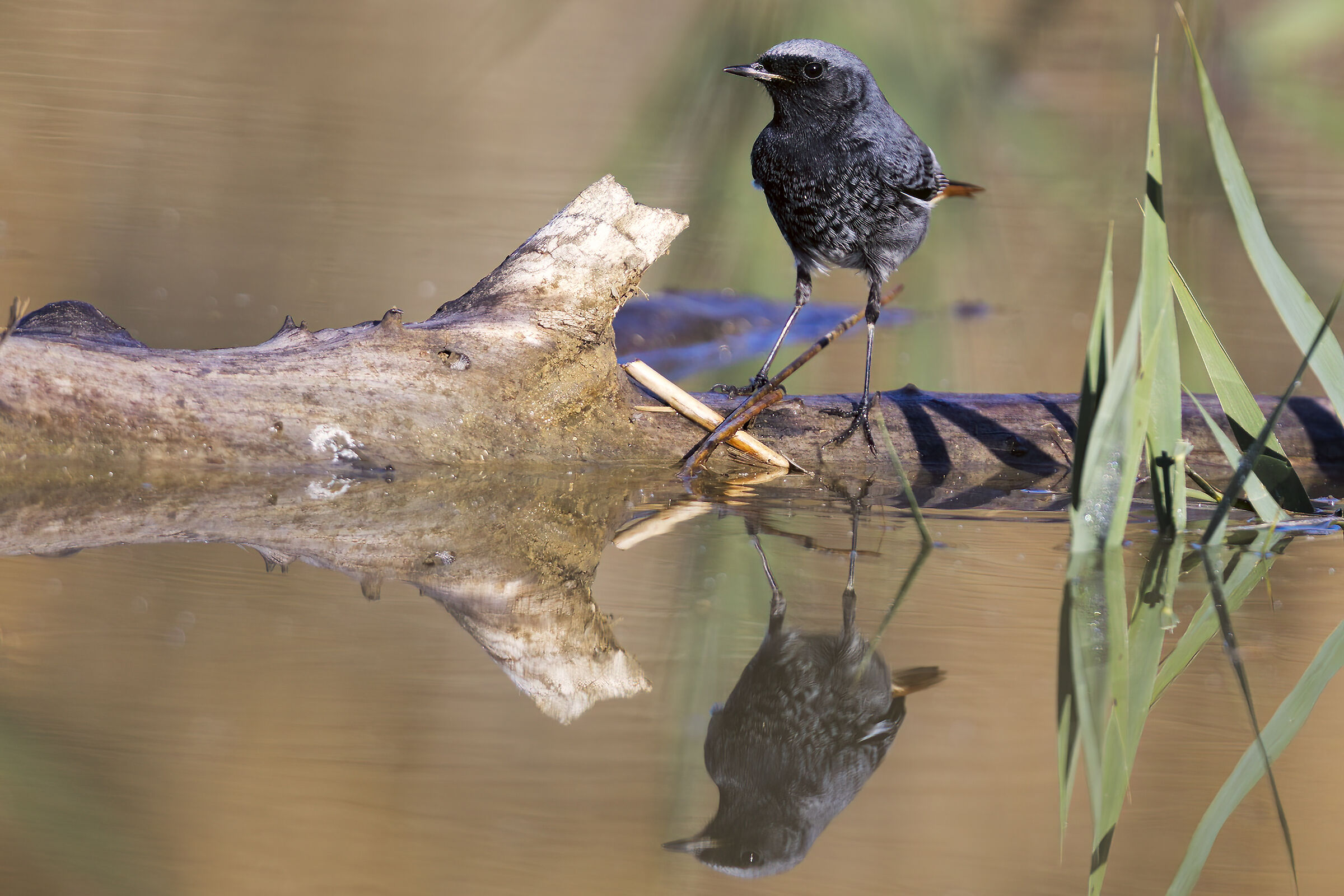 Codirosso spazzacamino