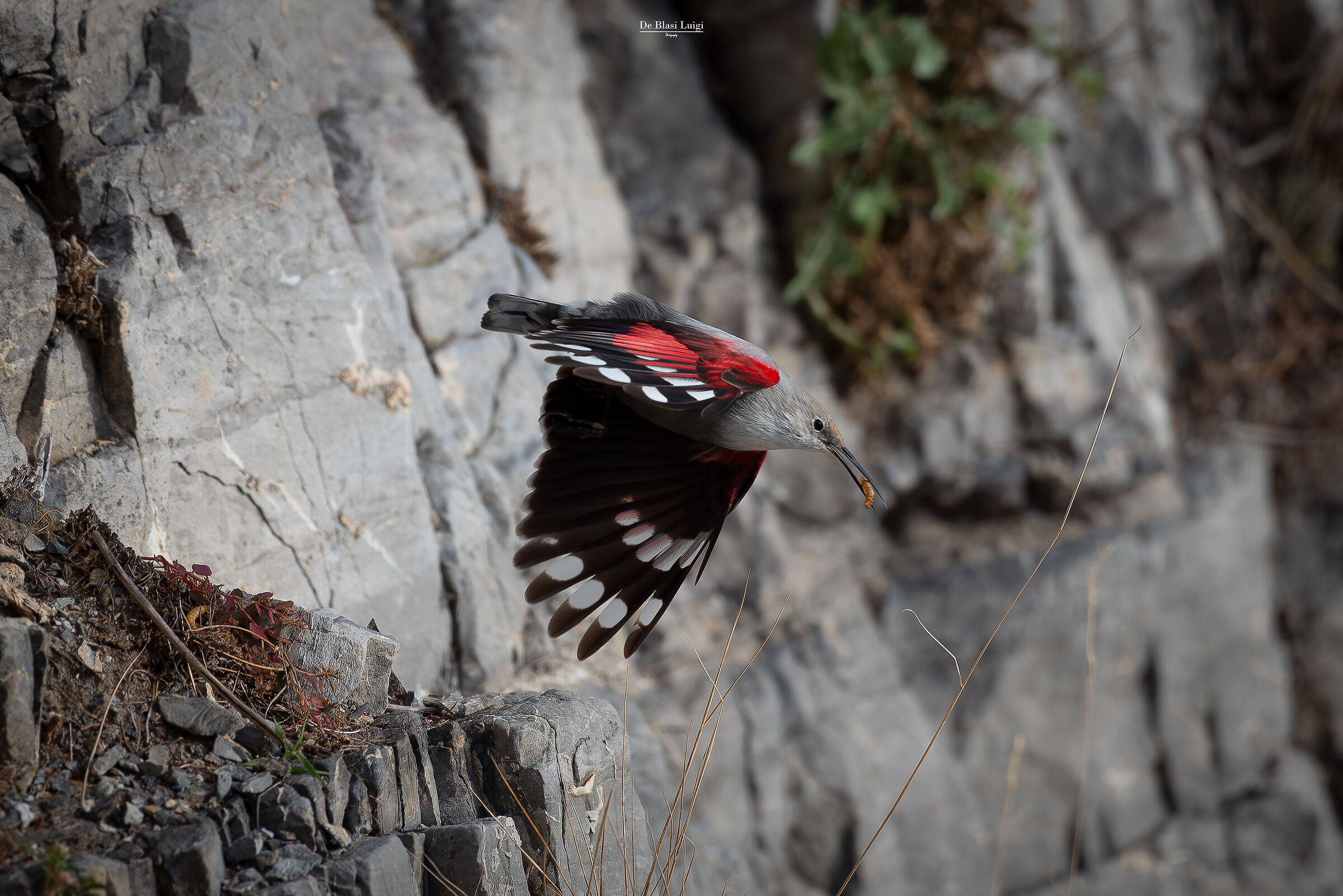 A caccia di Camole (Tichodroma muraria)