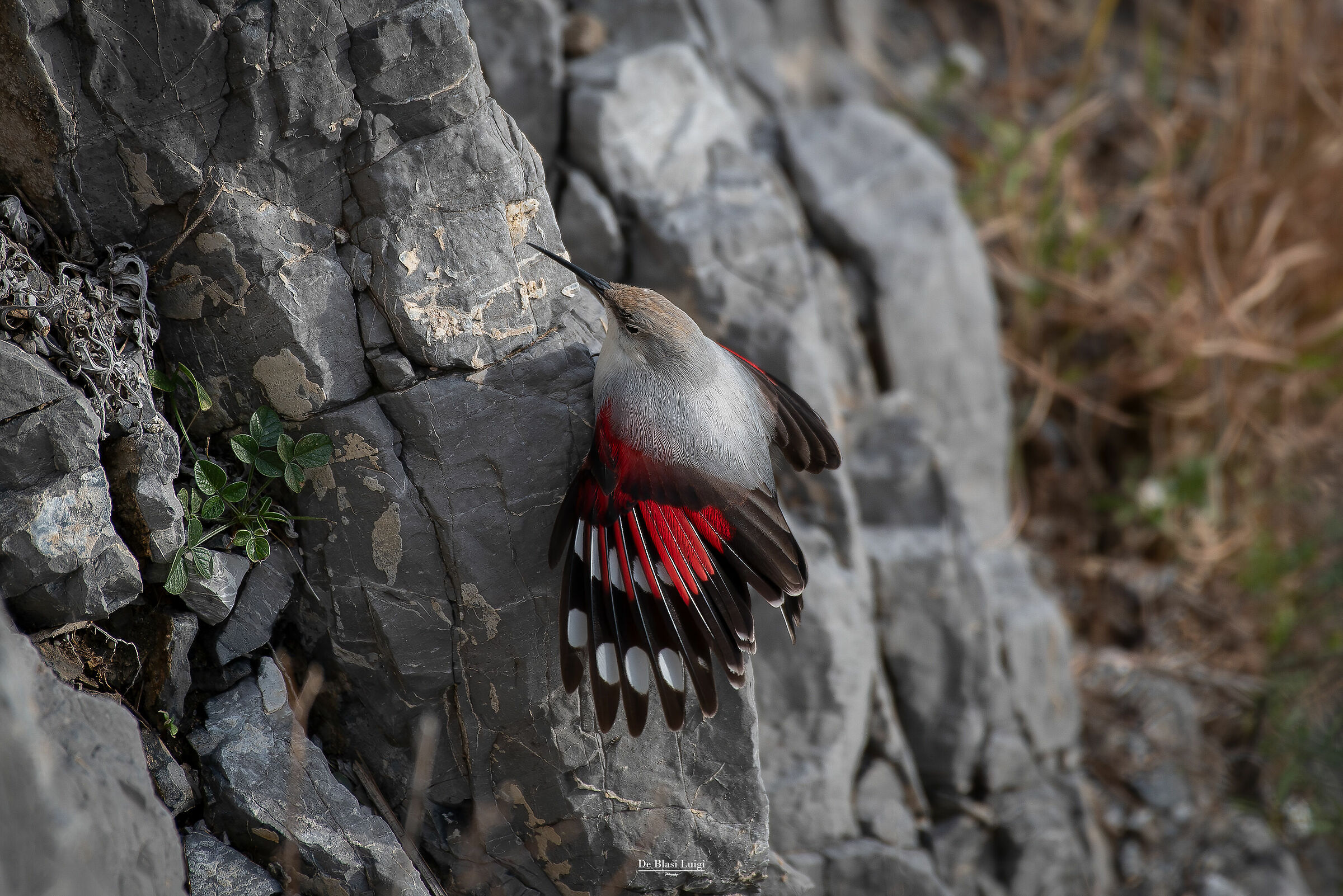 The Climbing of the Little Mountaineer (Wallcreeper)