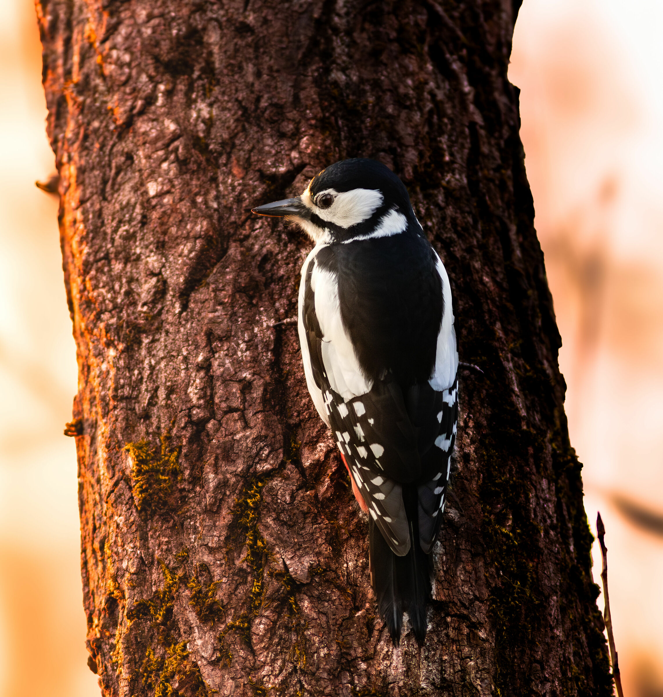 Great spotted woodpecker at sunset