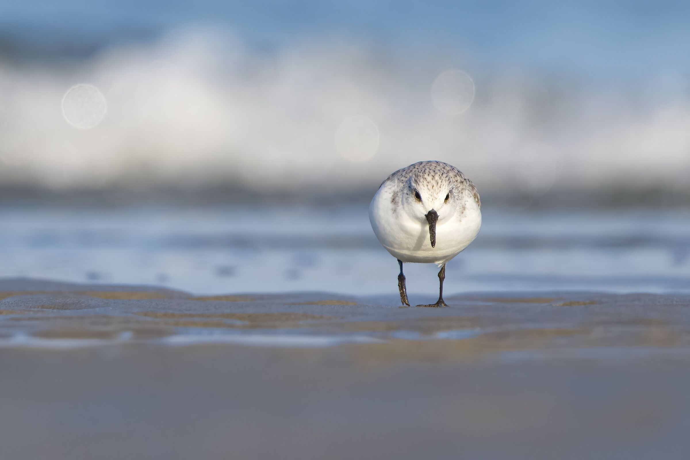 Sandpiper (Calidris alba)