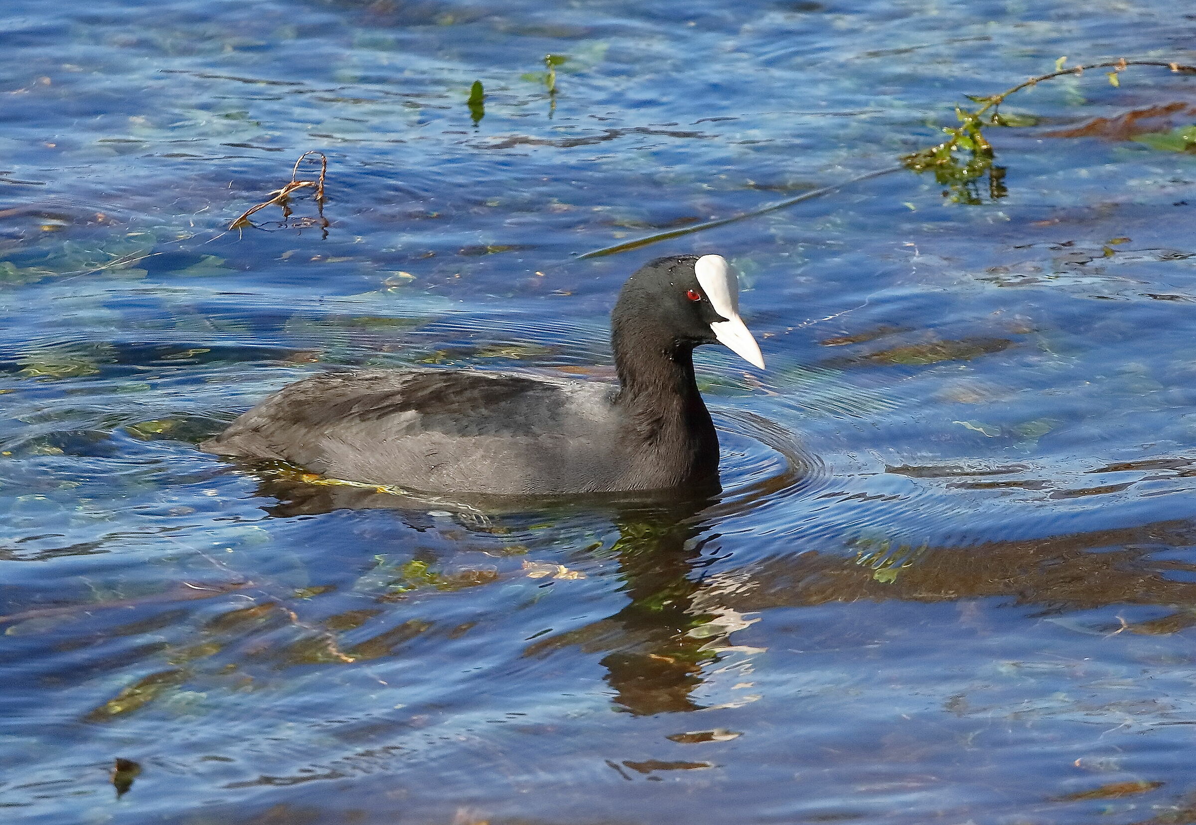 Coot 05-11-2023