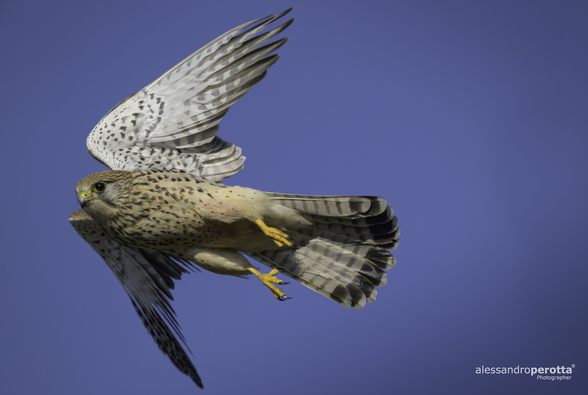 Falco tinnunculus