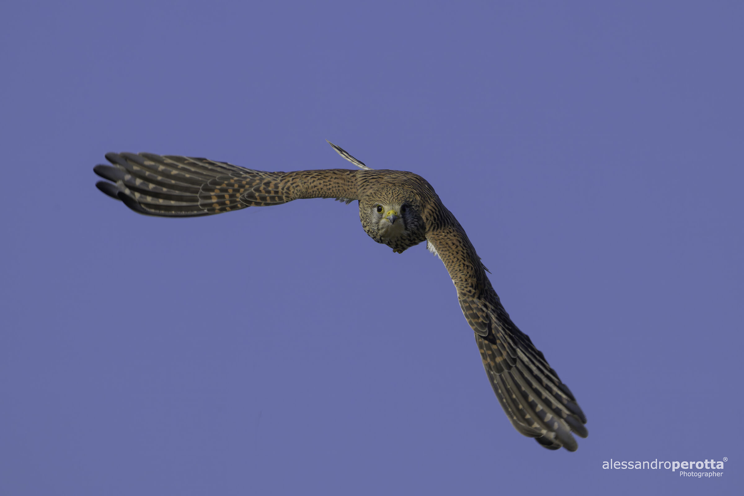 Falco tinnunculus
