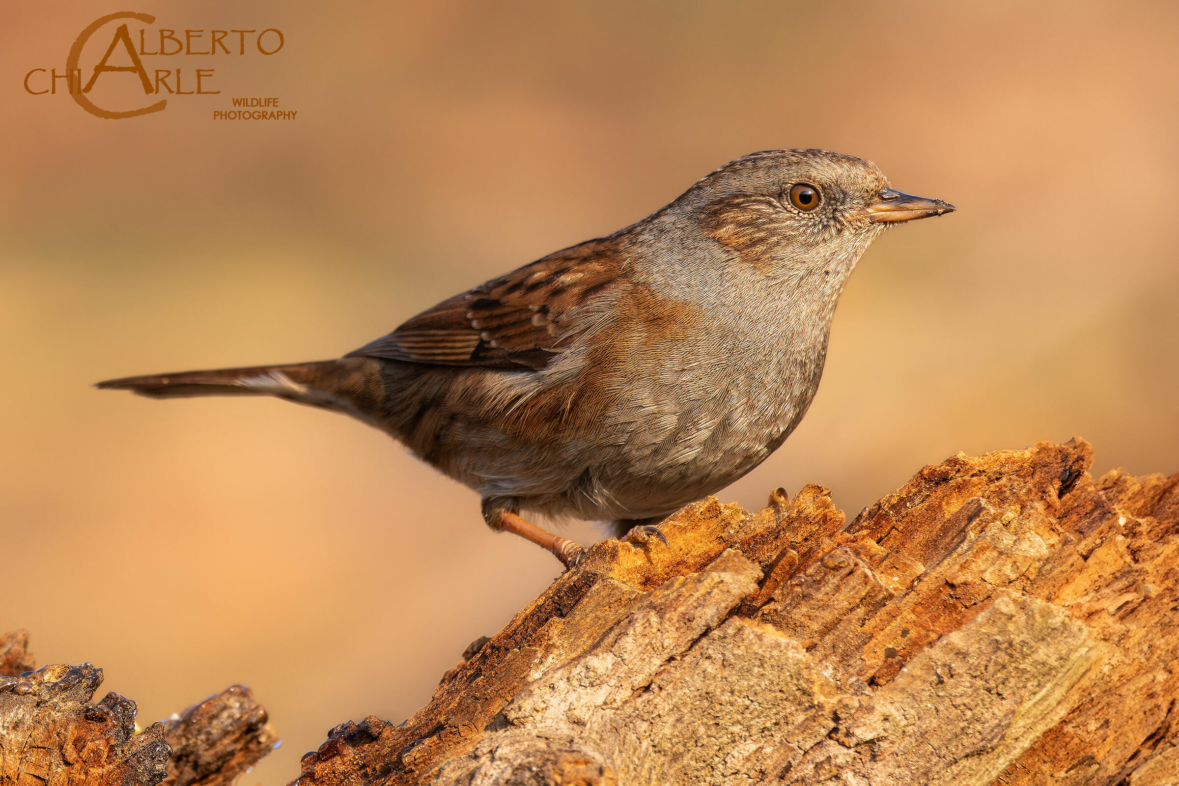 Dunnock
