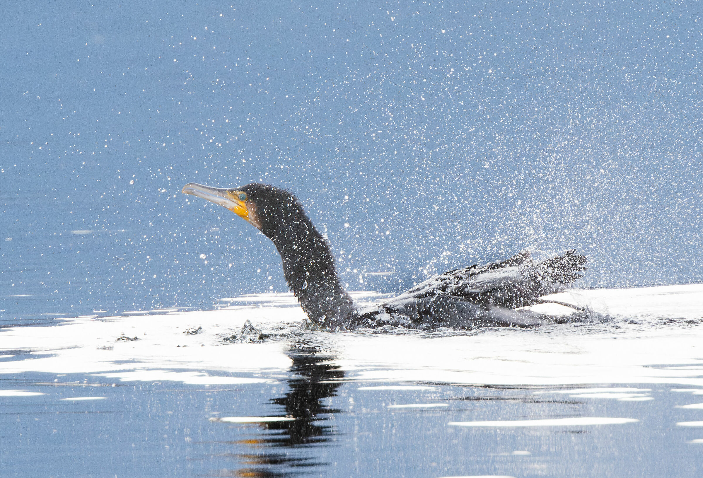 cormorano
