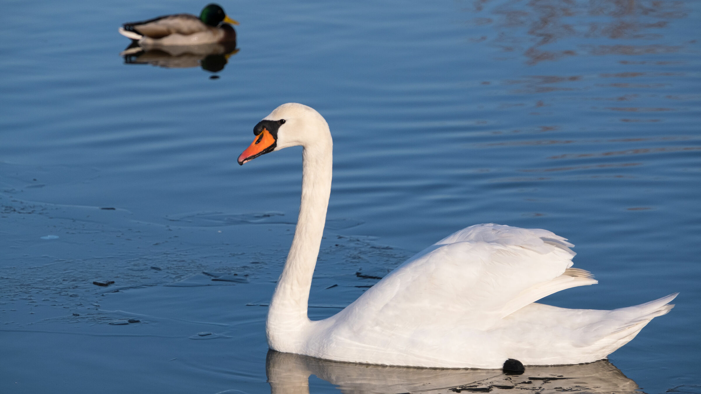 Cigno Bianco