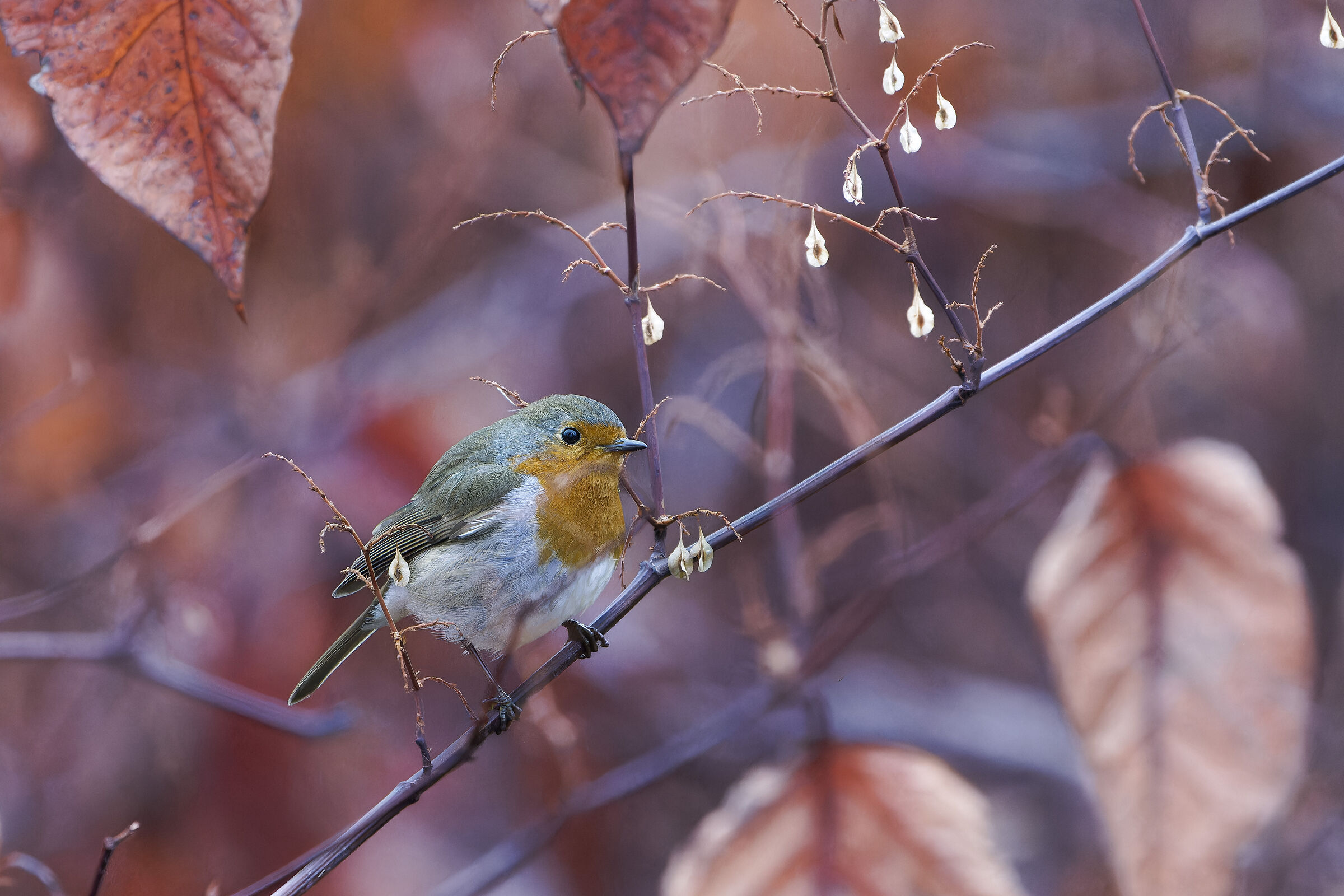 Atmosfera invernale: Pettirosso.