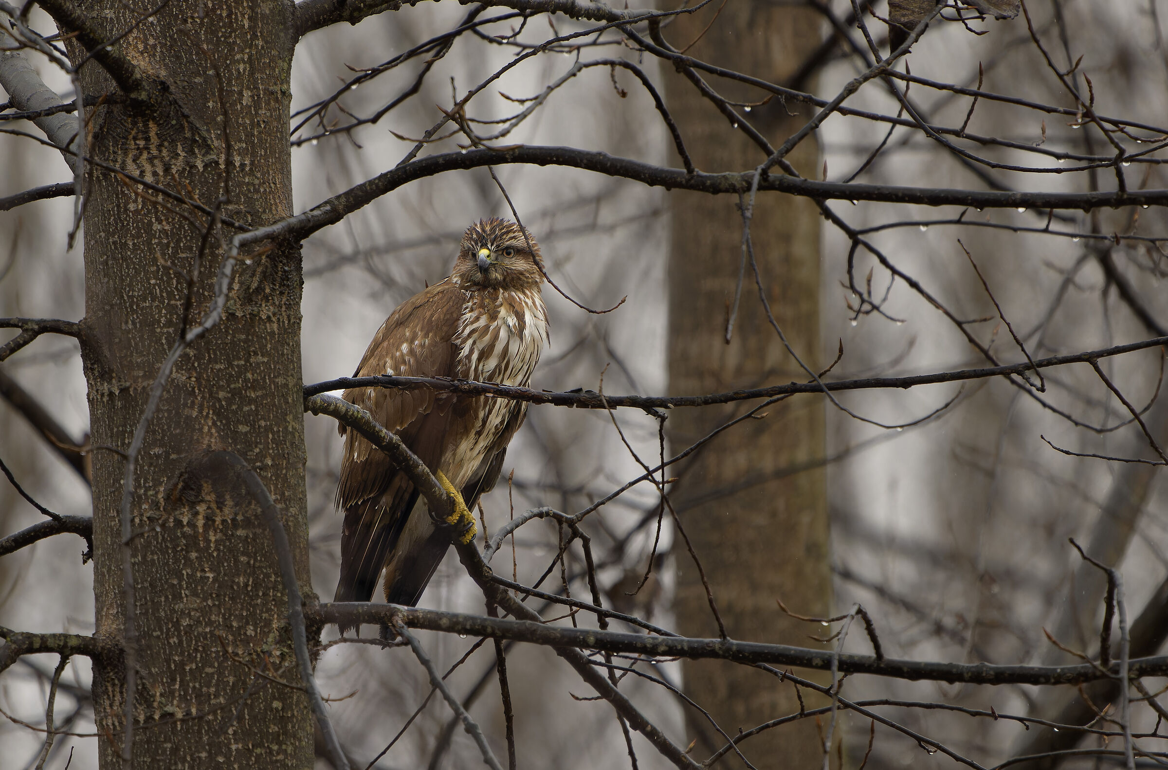 Sotto la pioggia: Buteo buteo.