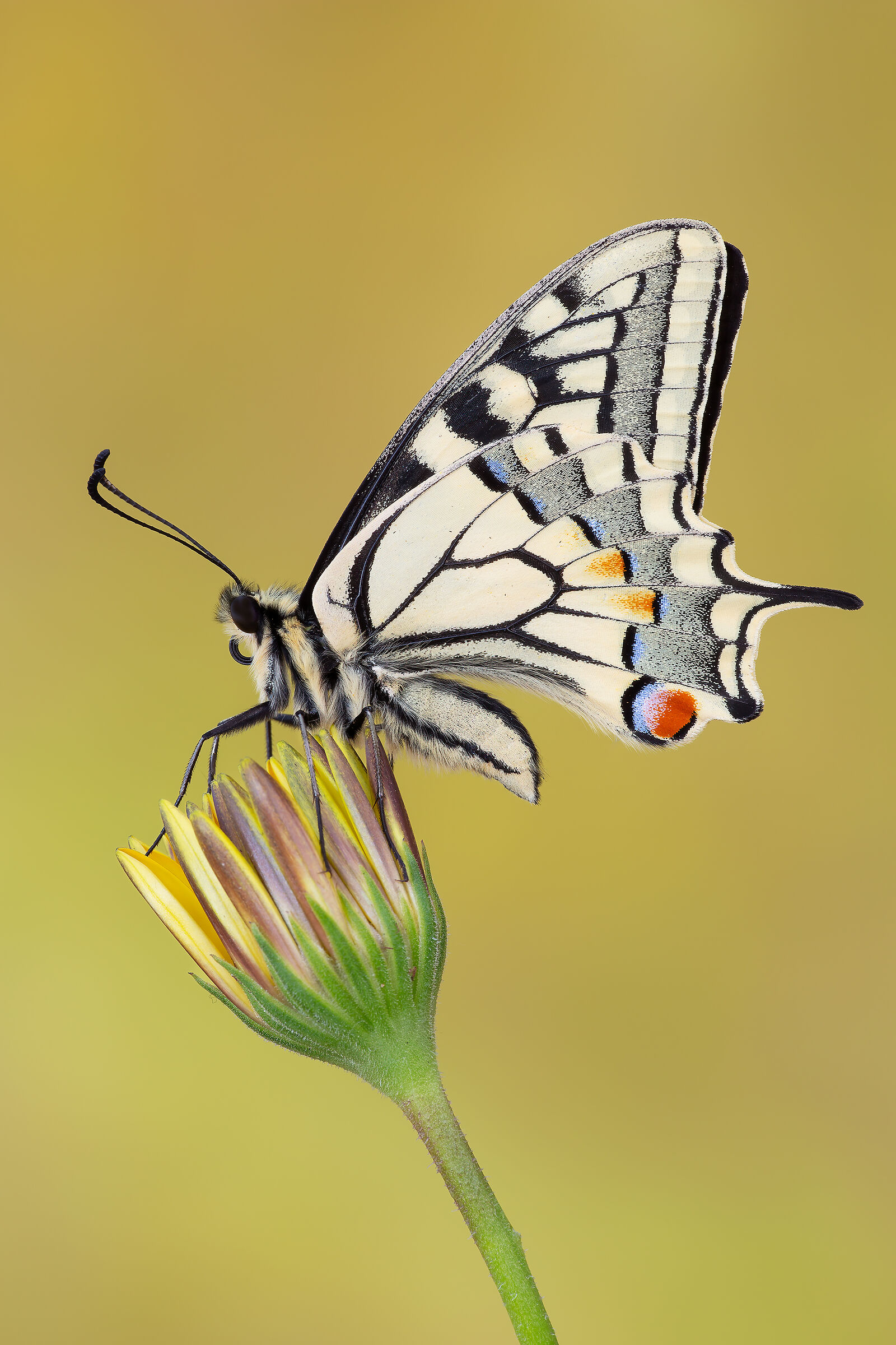 Swallowtail