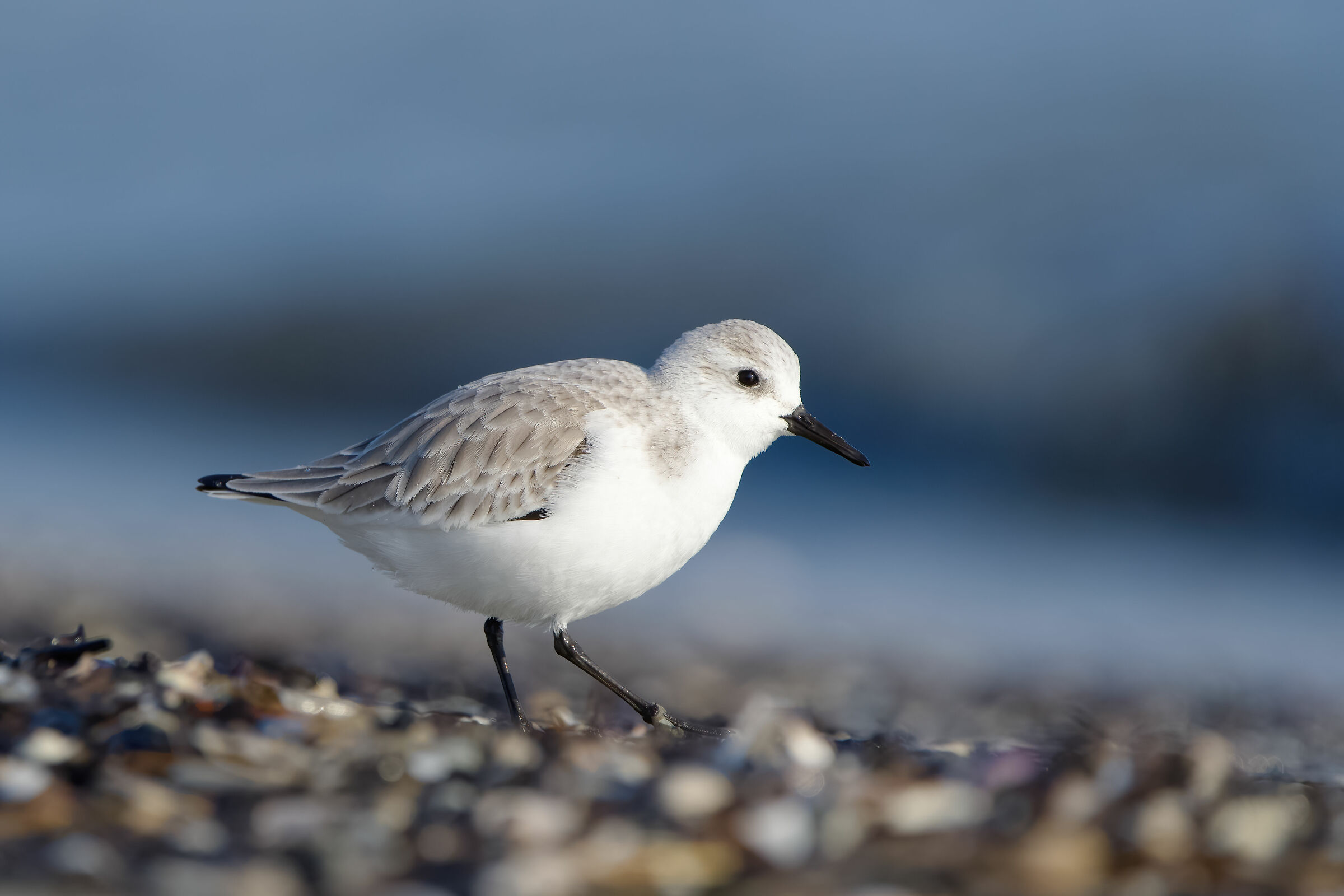 Sandpiper (Calidris alba)