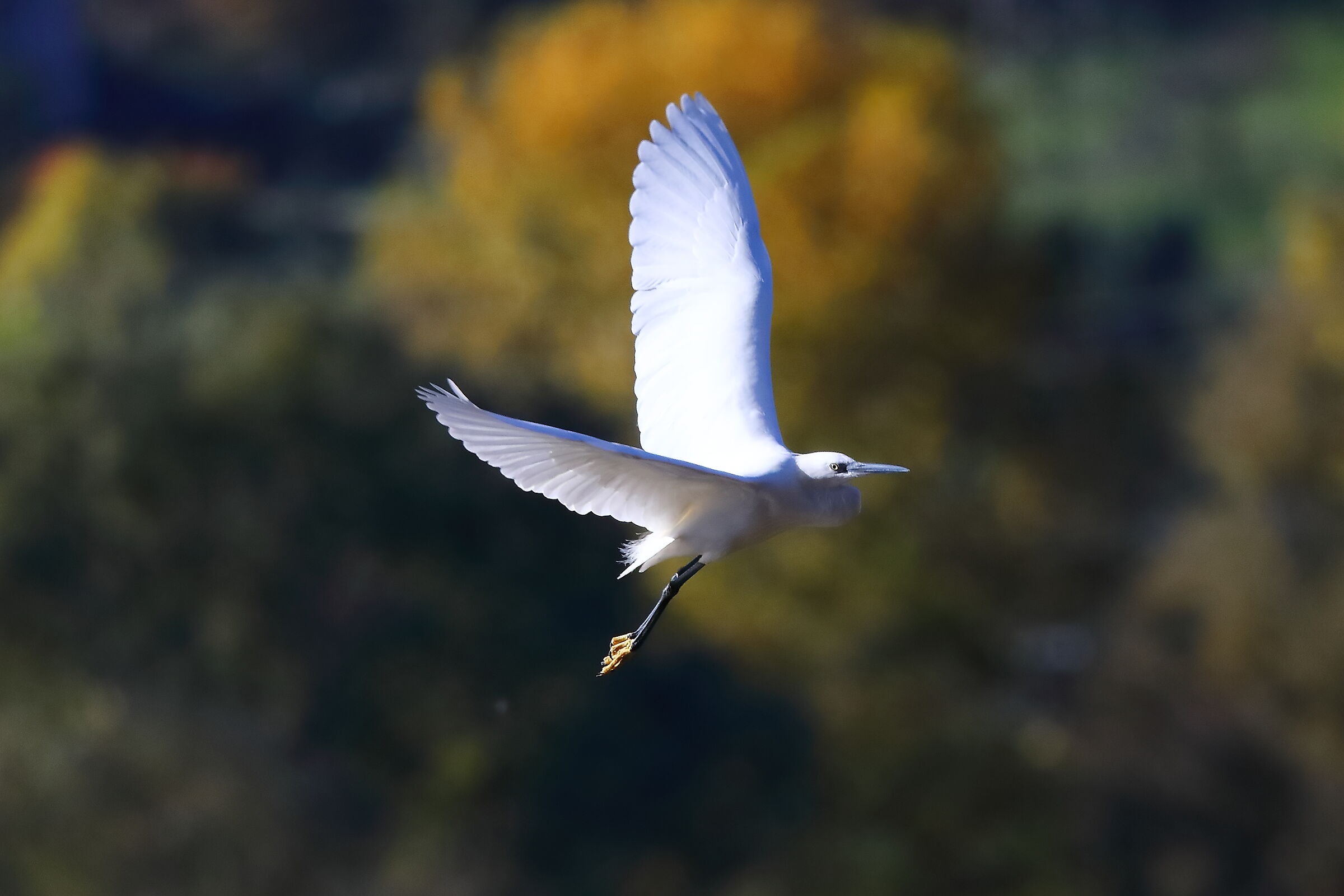 Little Egret 11-11-2023