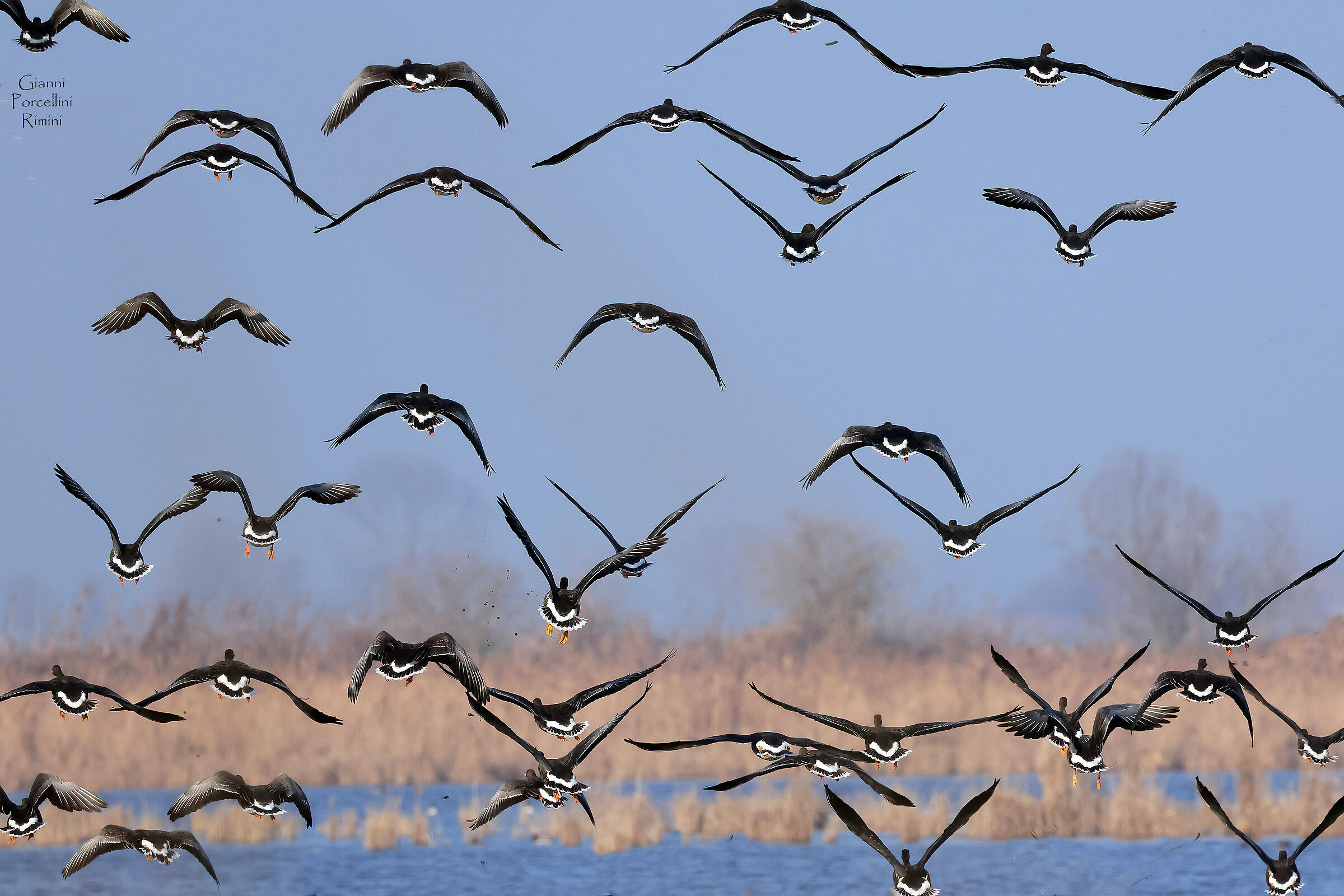 Ferrara reclamation - Lombardy geese - 13.01.2024