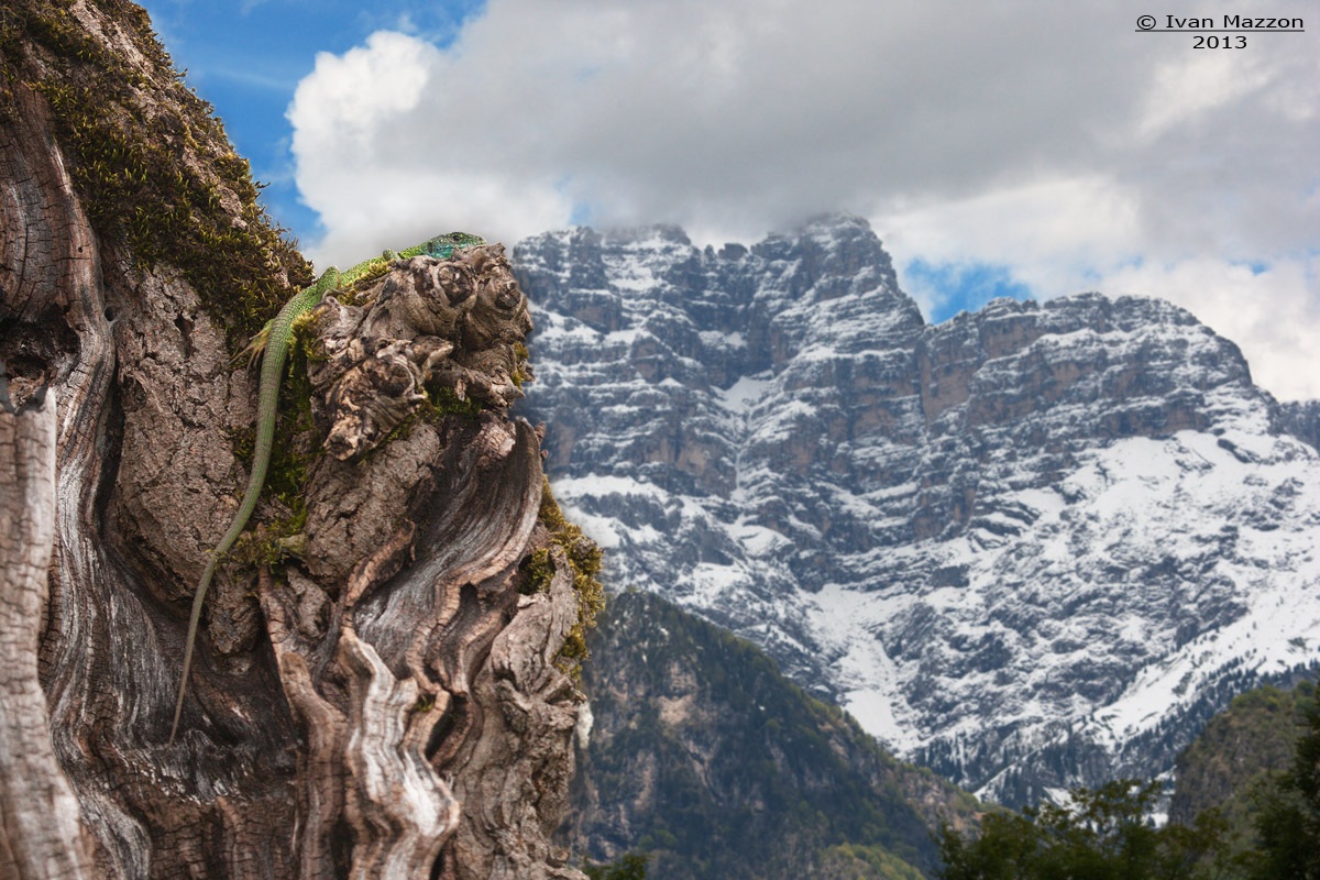 The green lizard and the Sass de Mura