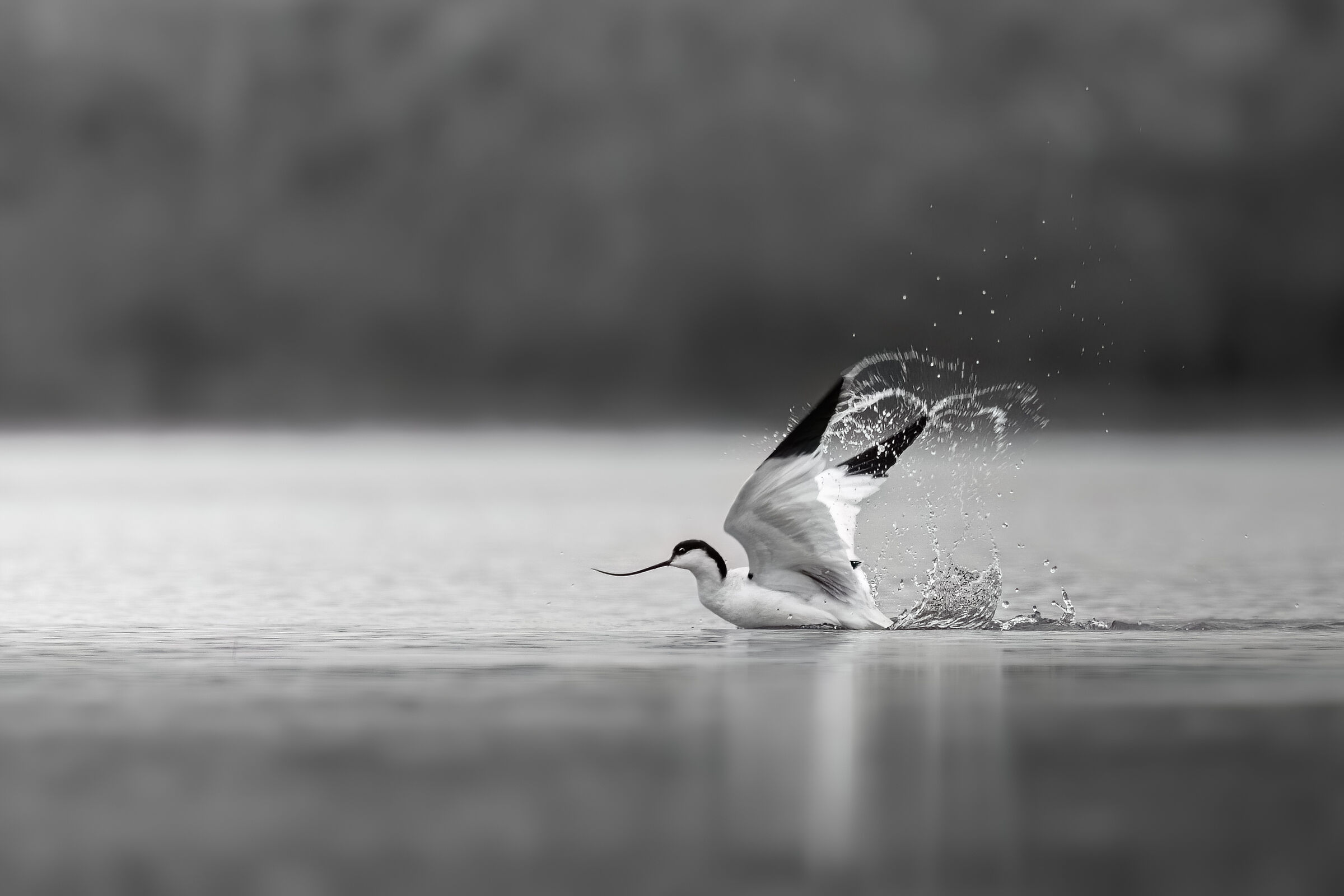 The snap of the avocet