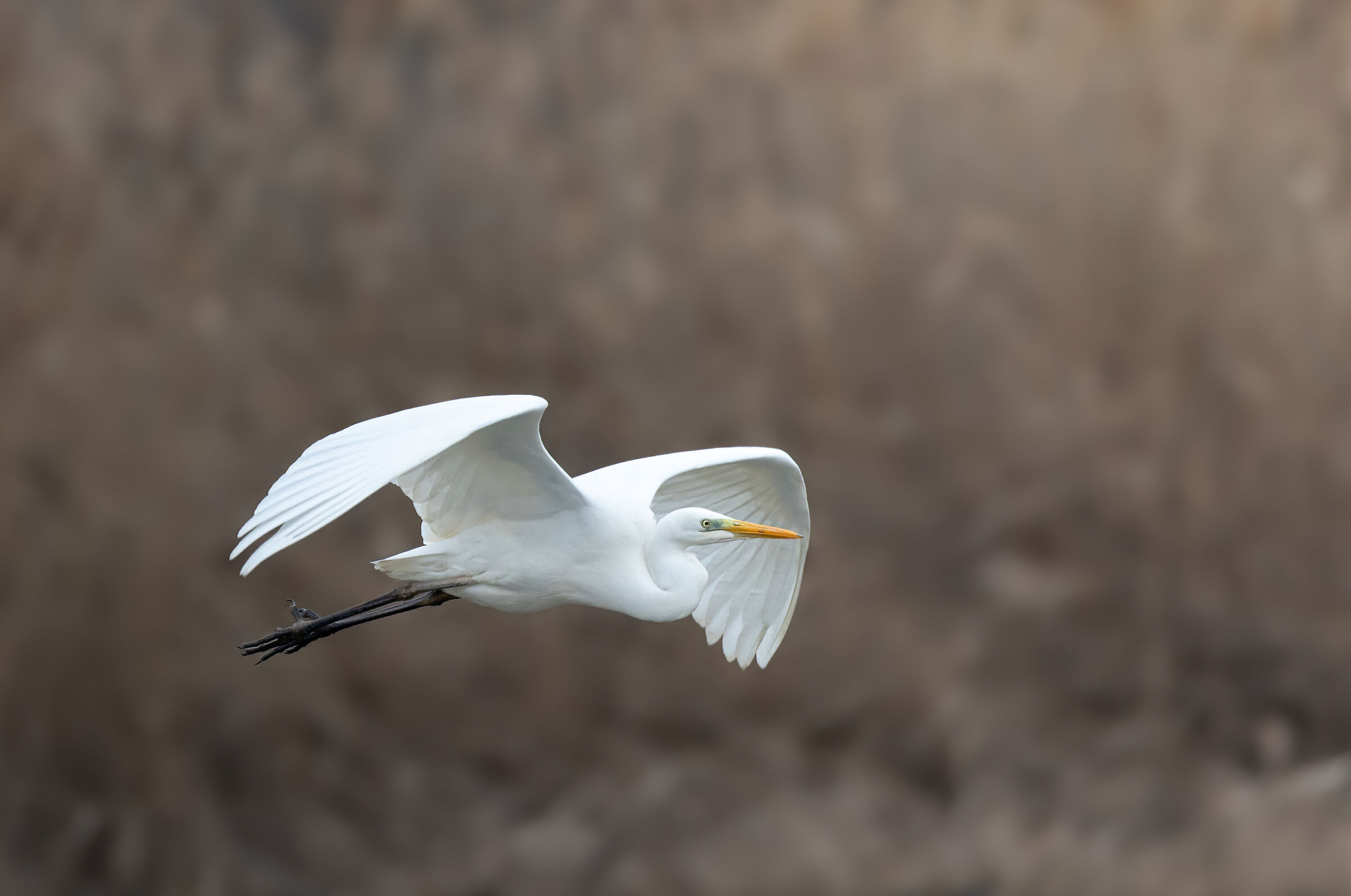 White kite
