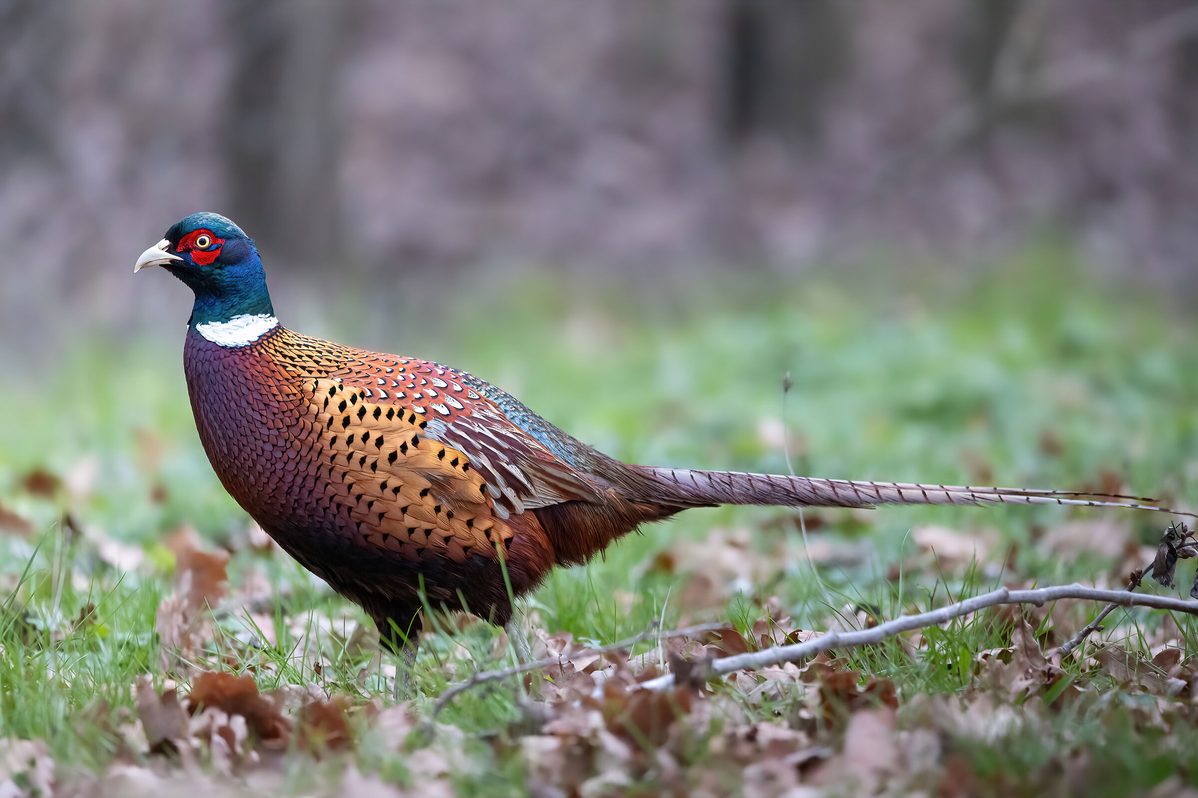 Pheasant