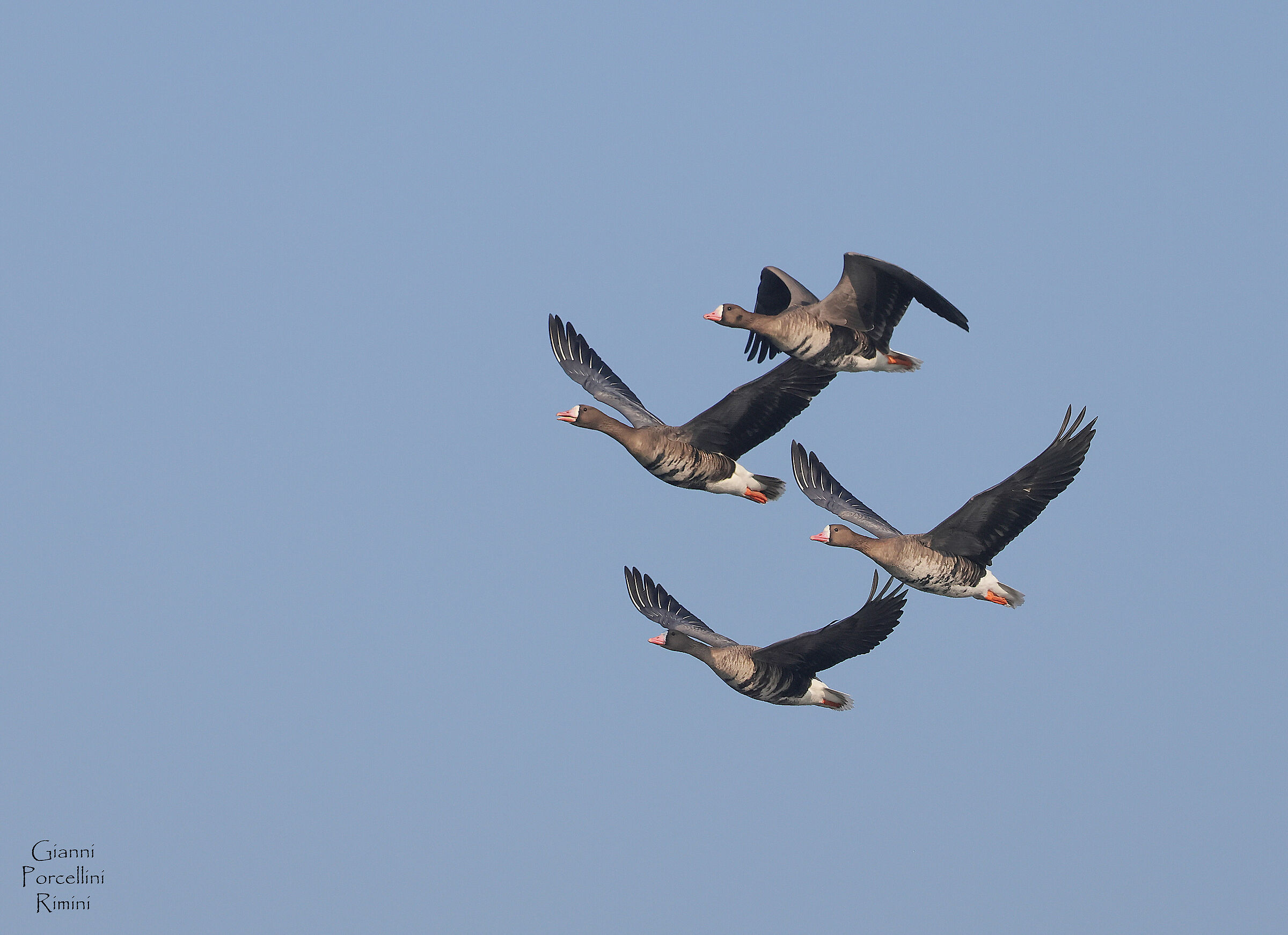 Lombard geese - Ferrara reclamation - 13.02.24