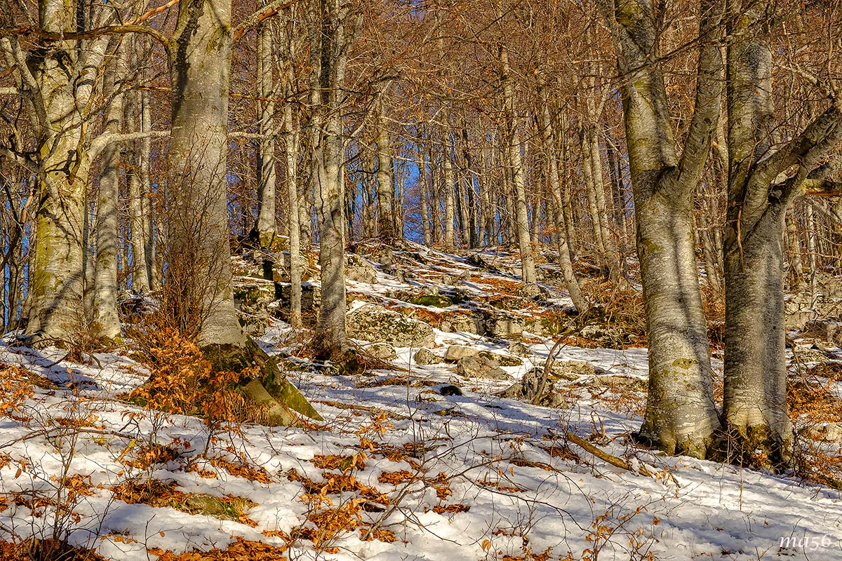 Bosco in Lessinia