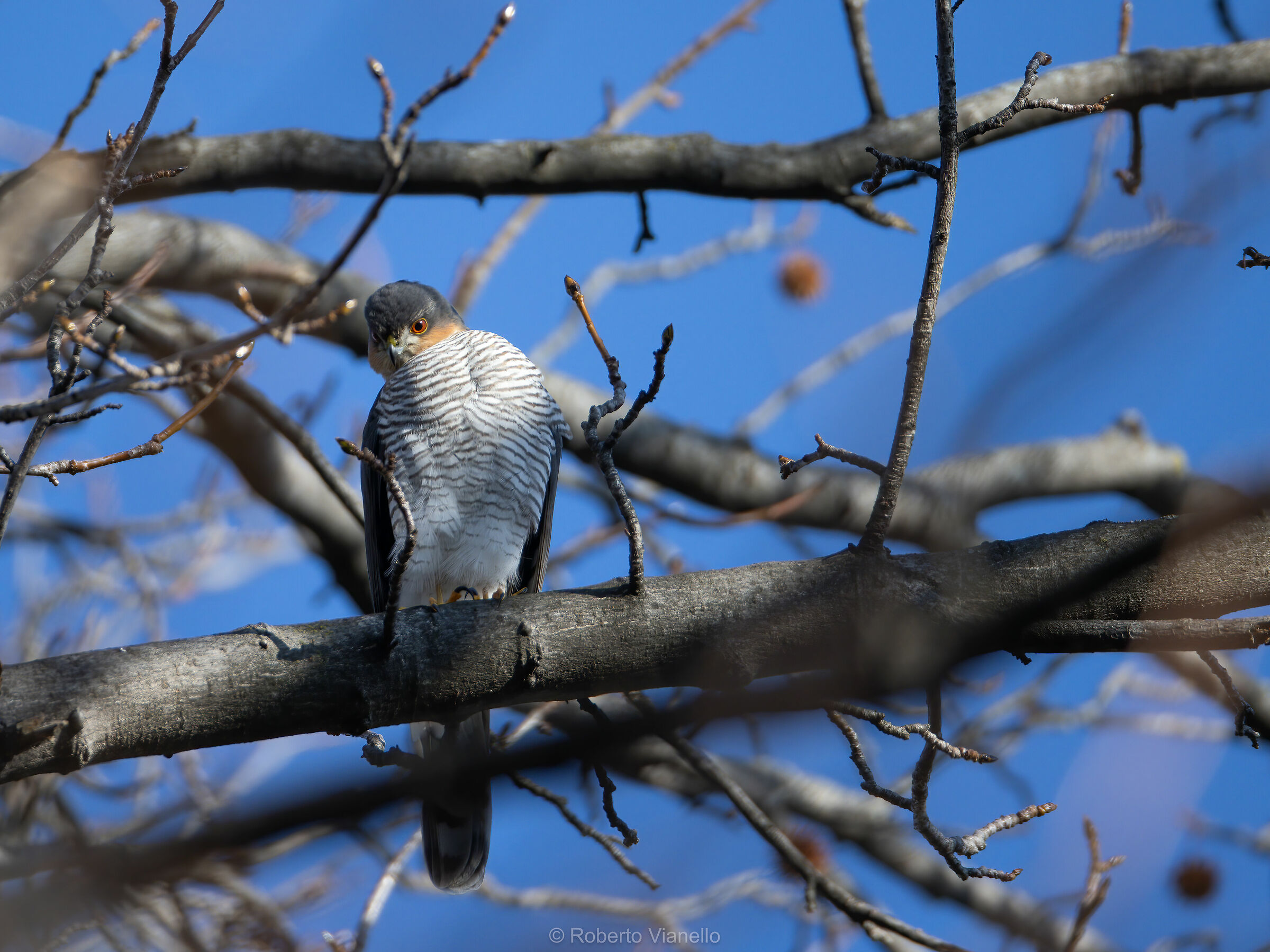 Sparviere (Accipiter nisus)