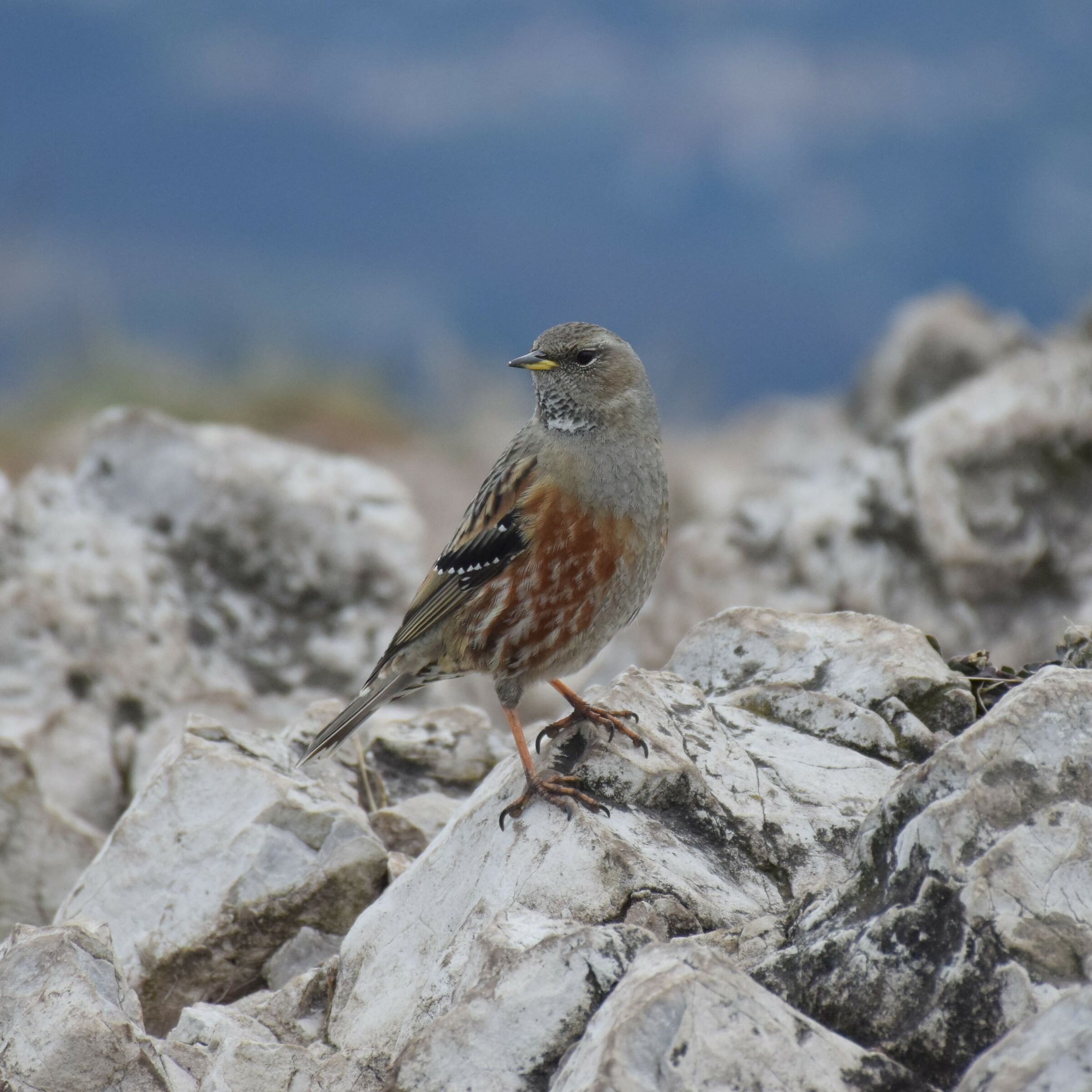 Alpine accentor