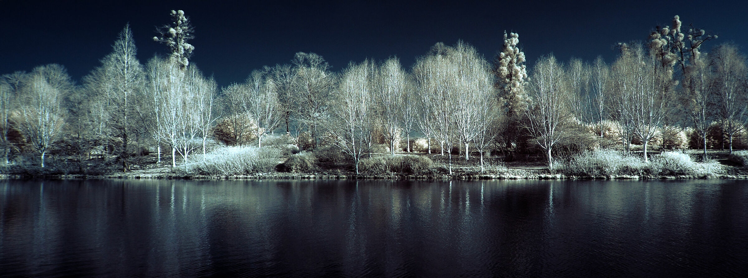Contrassegni gli alberi della betulla del corridoio