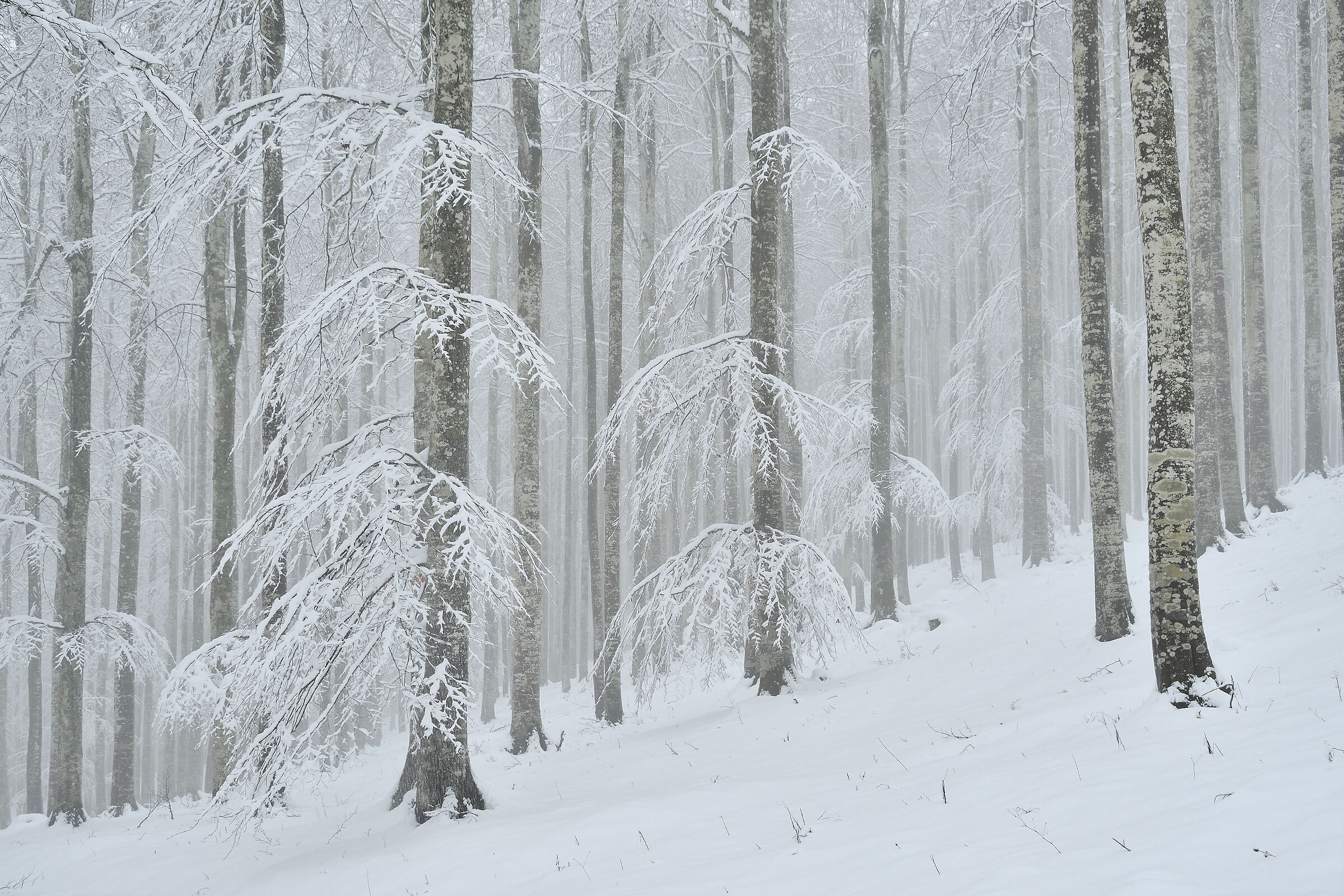 The Whitewashed Forest