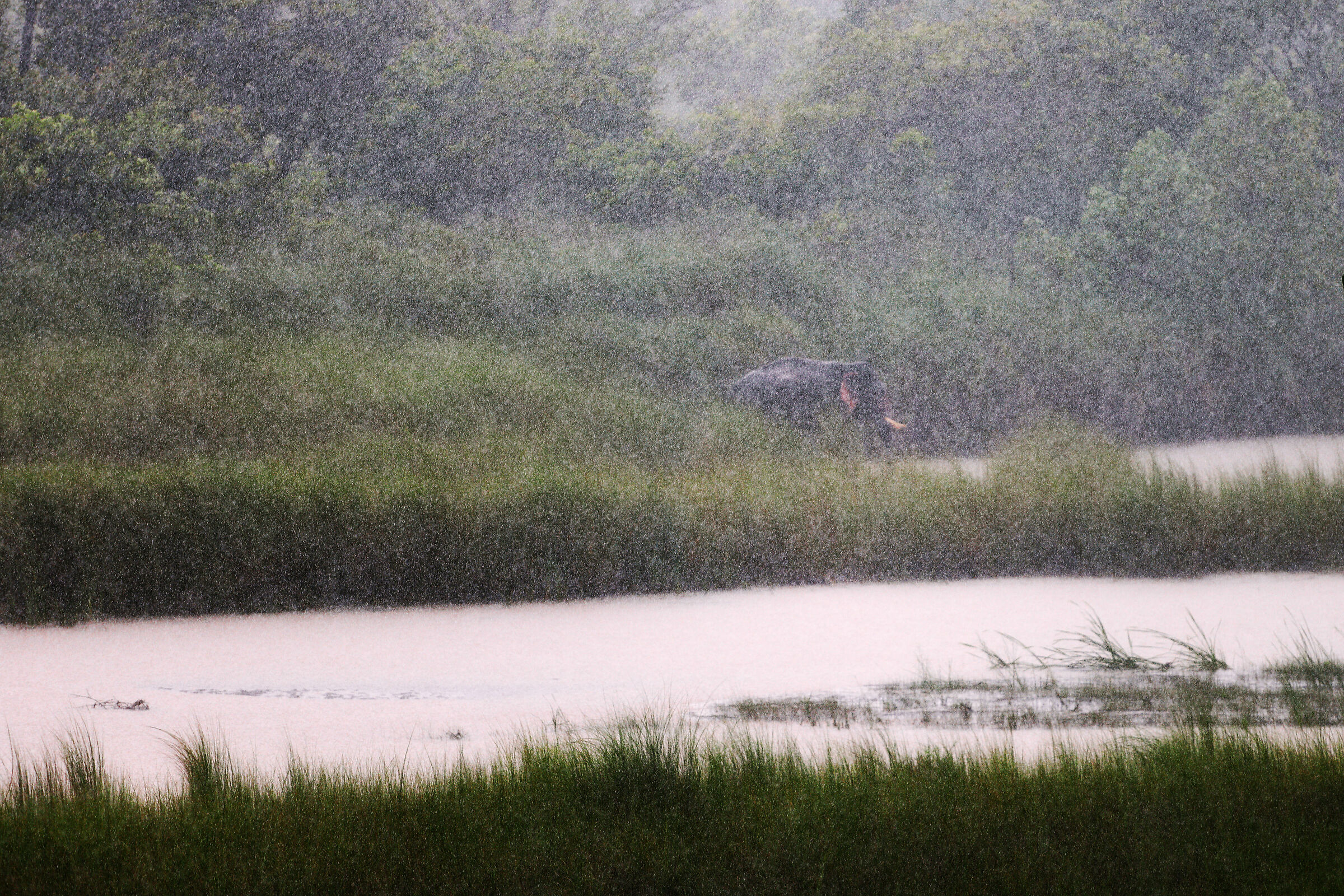 Indian elephant under the monsoon