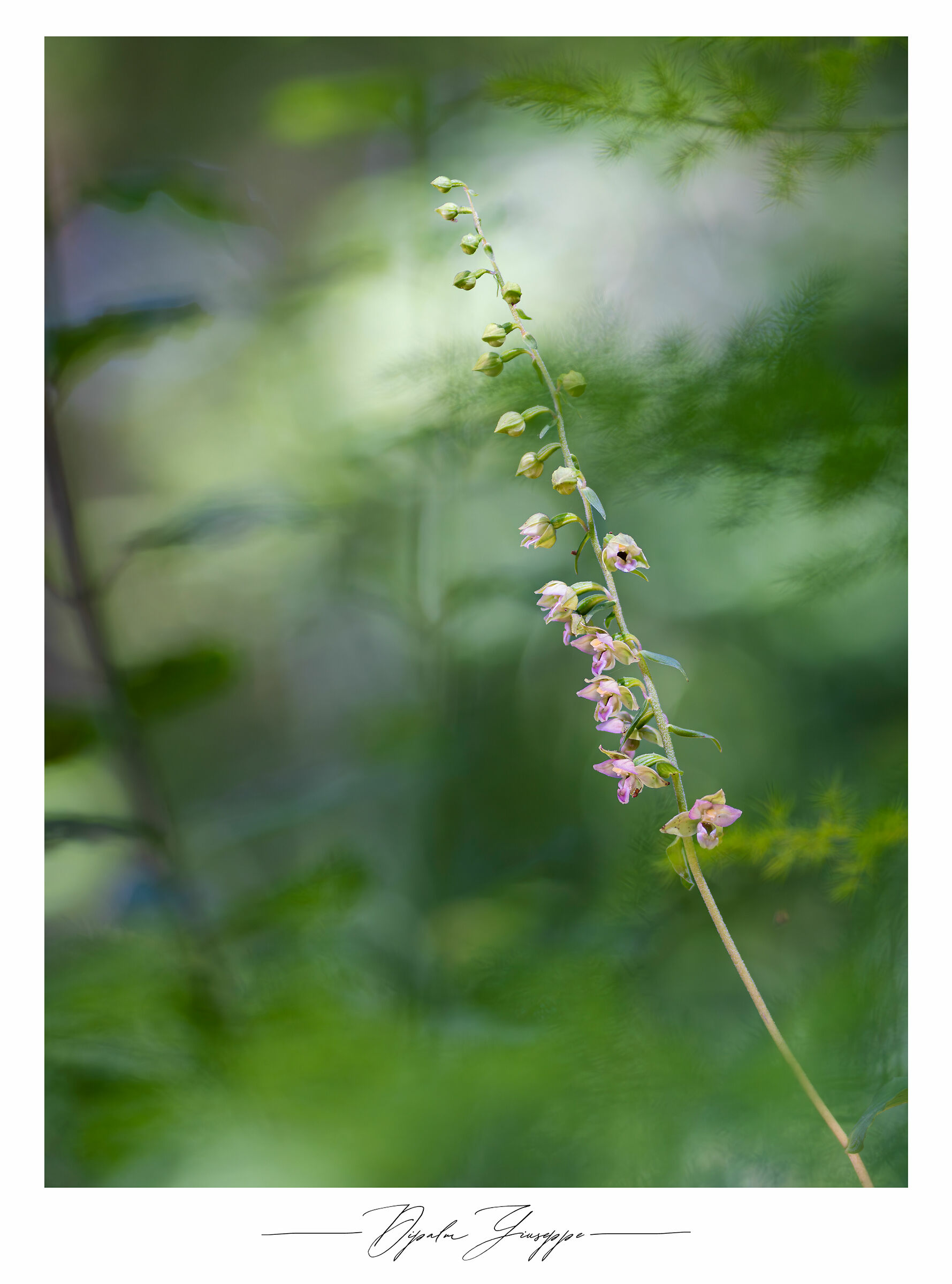 Epipactis helleborine