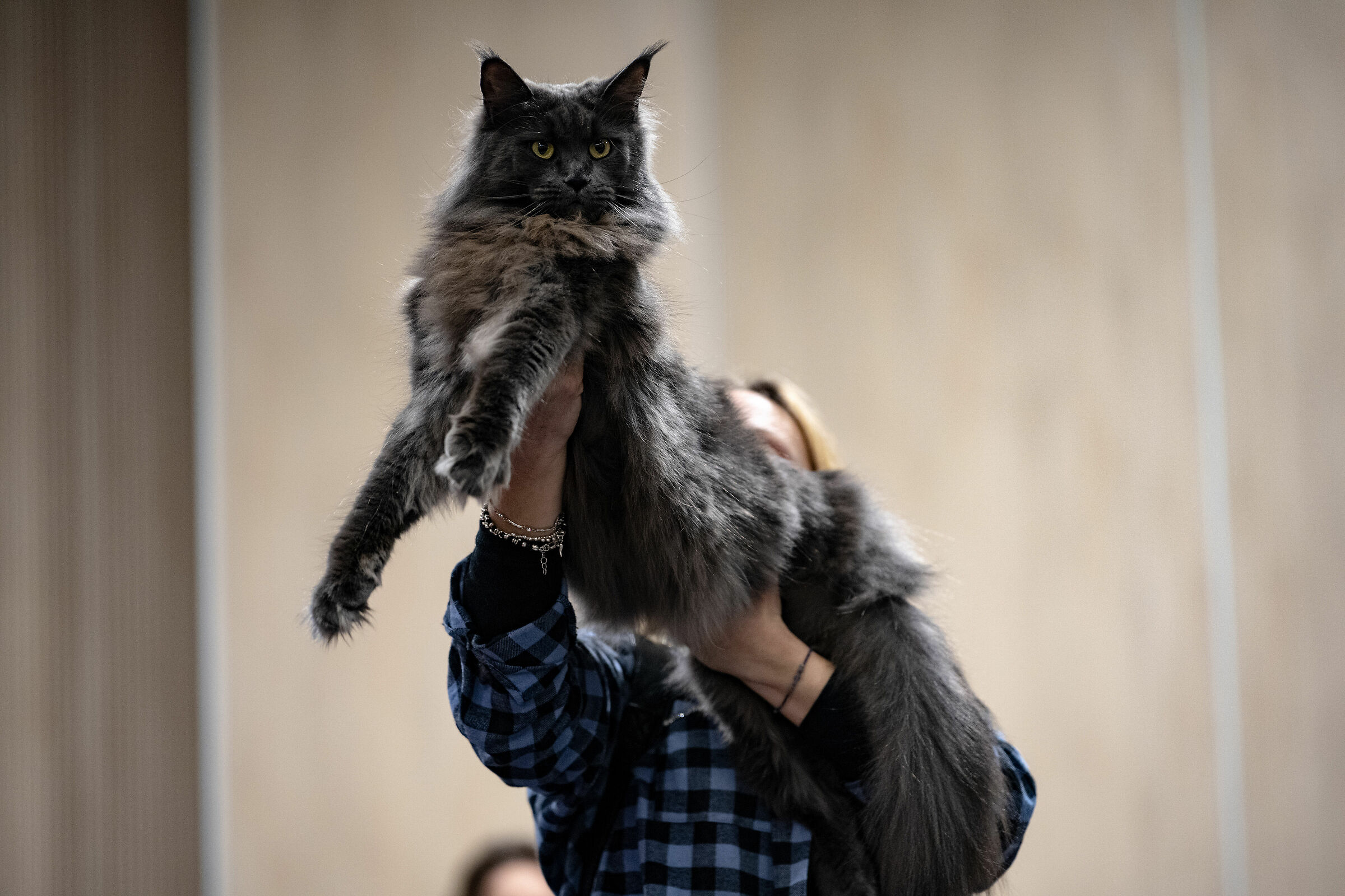 acqui terme mostra gatti