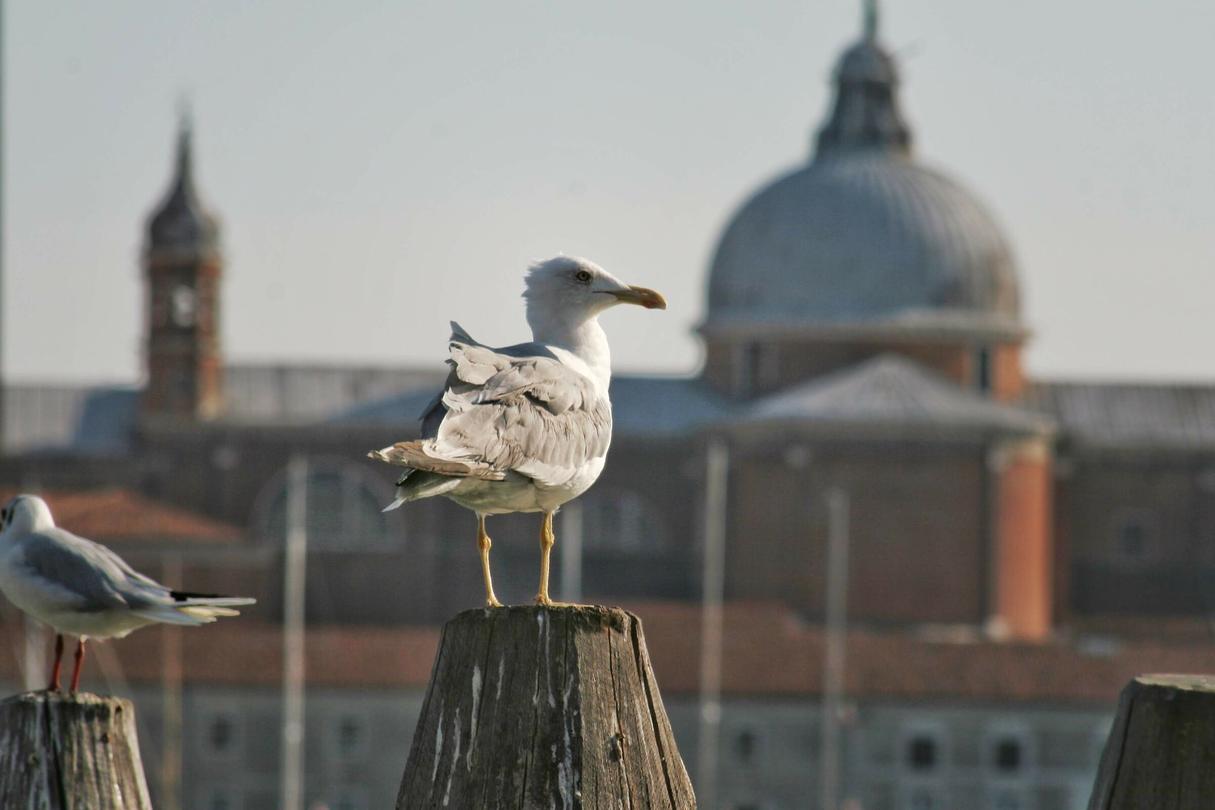 Bird in Venice