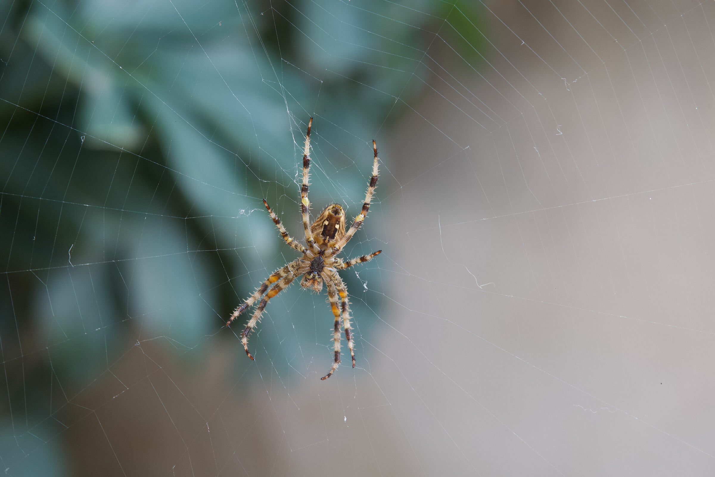 The Spider's Patience