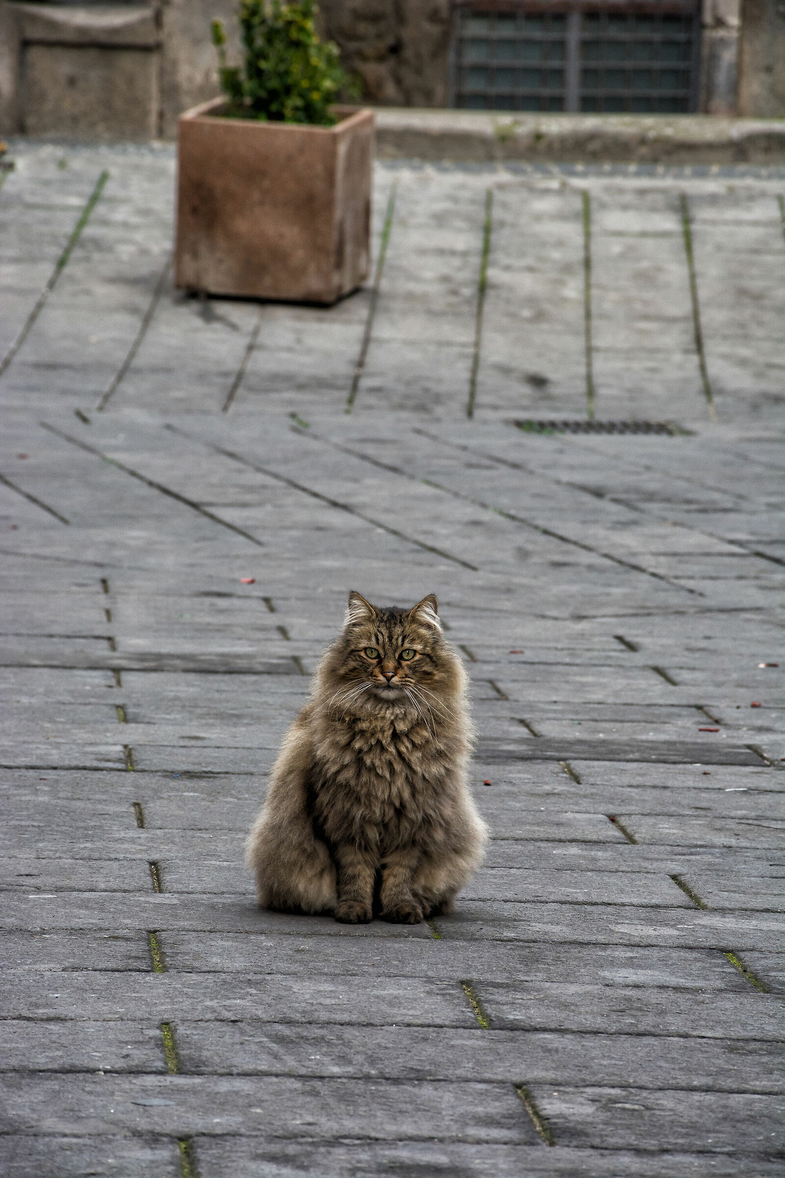 The beauty of Vitorchiano