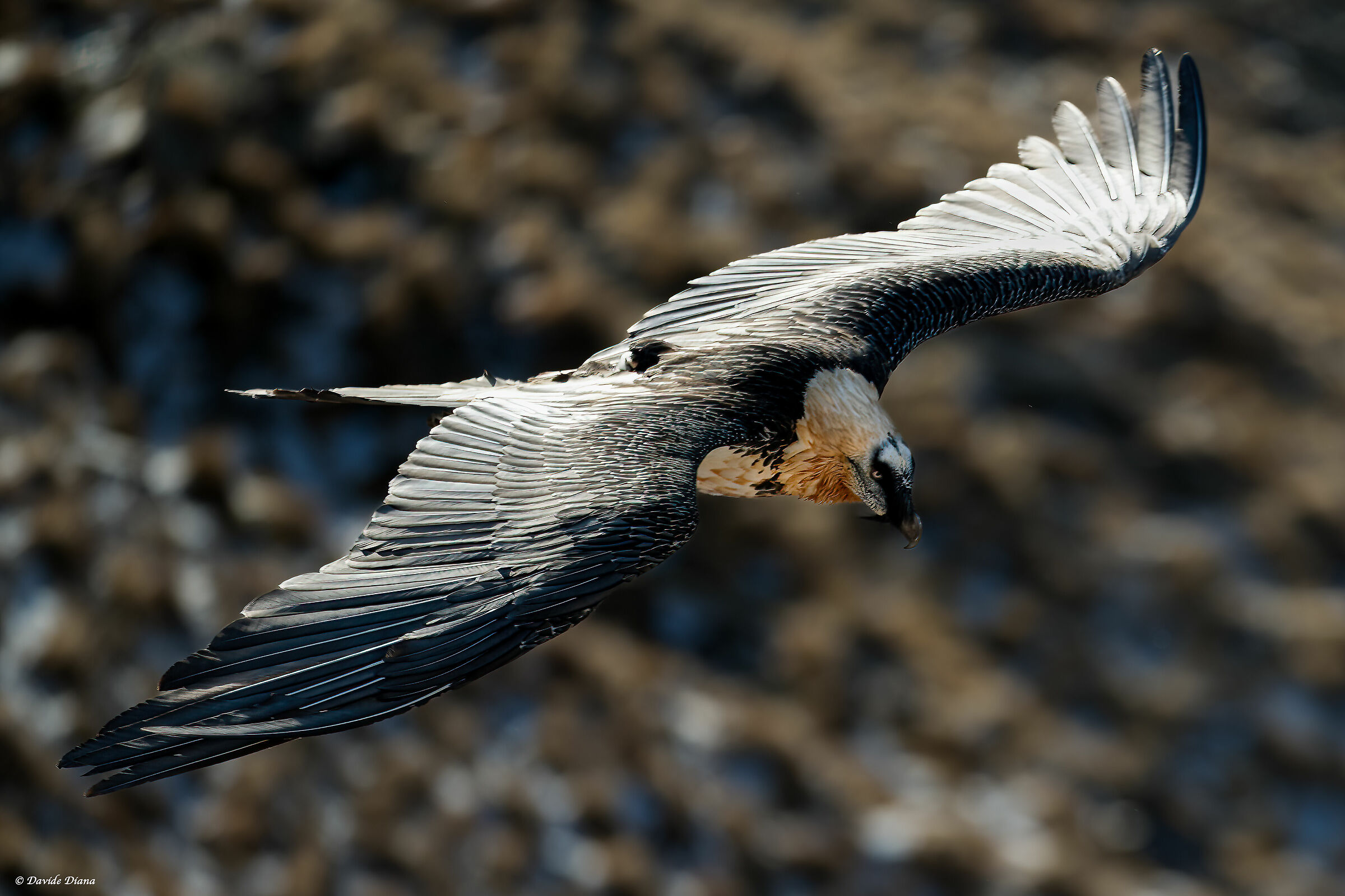 Gypaetus barbatus - Gran Paradiso National Park