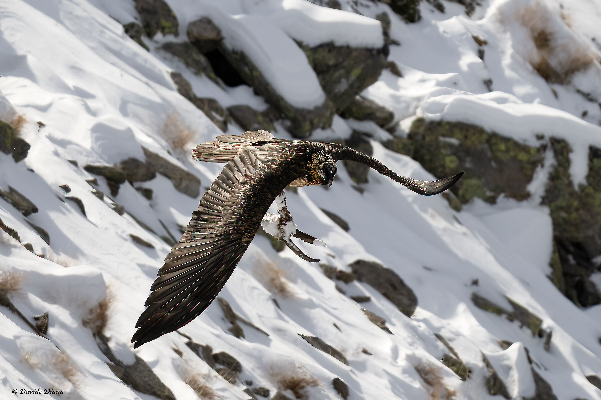 Gypaetus barbatus - Gran Paradiso National Park