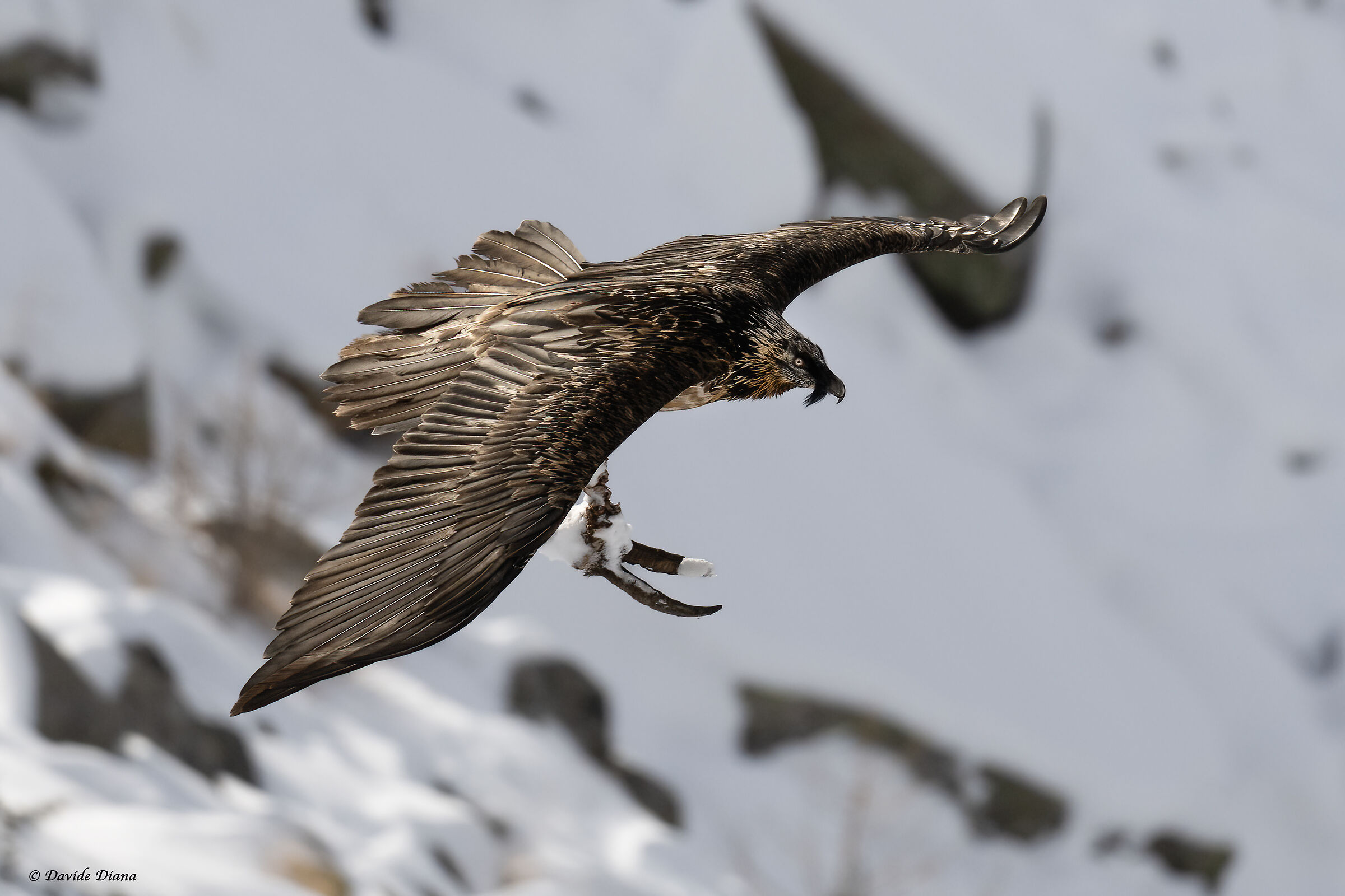 Gypaetus barbatus - Gran Paradiso National Park