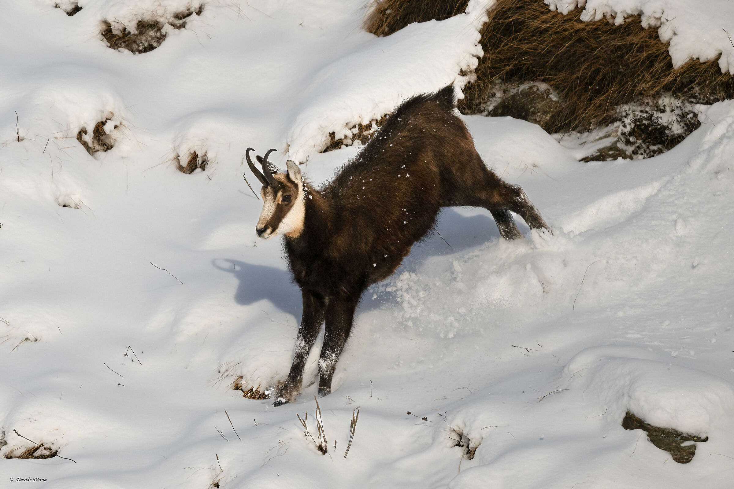 Chamois - Gran Paradiso National Park