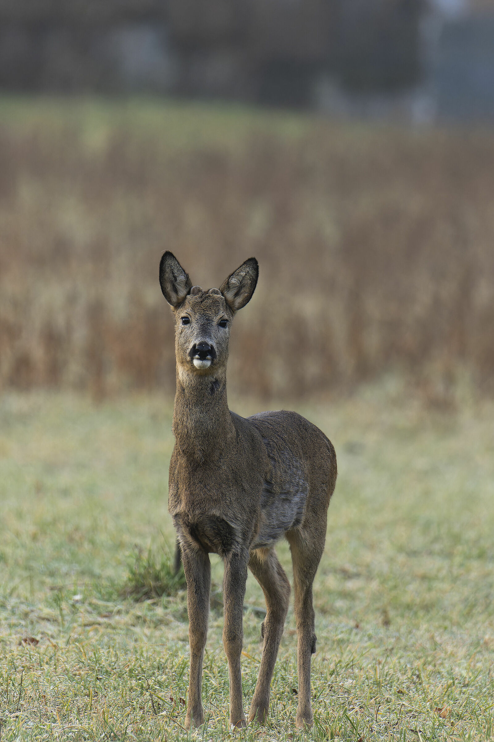 Roe deer